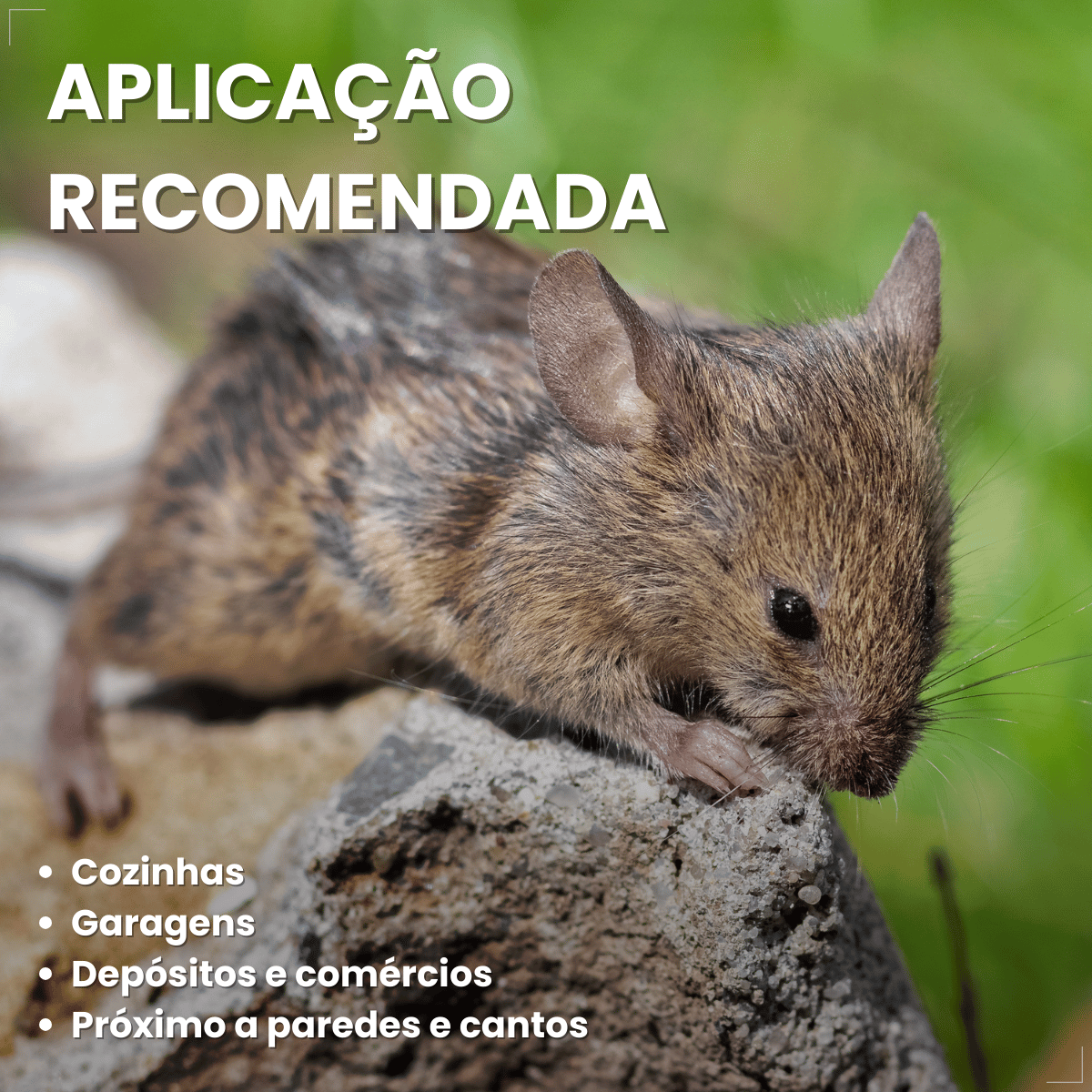 Ratoeira Adesiva Cola Pega Rato Visgo American C/ 2 Peças