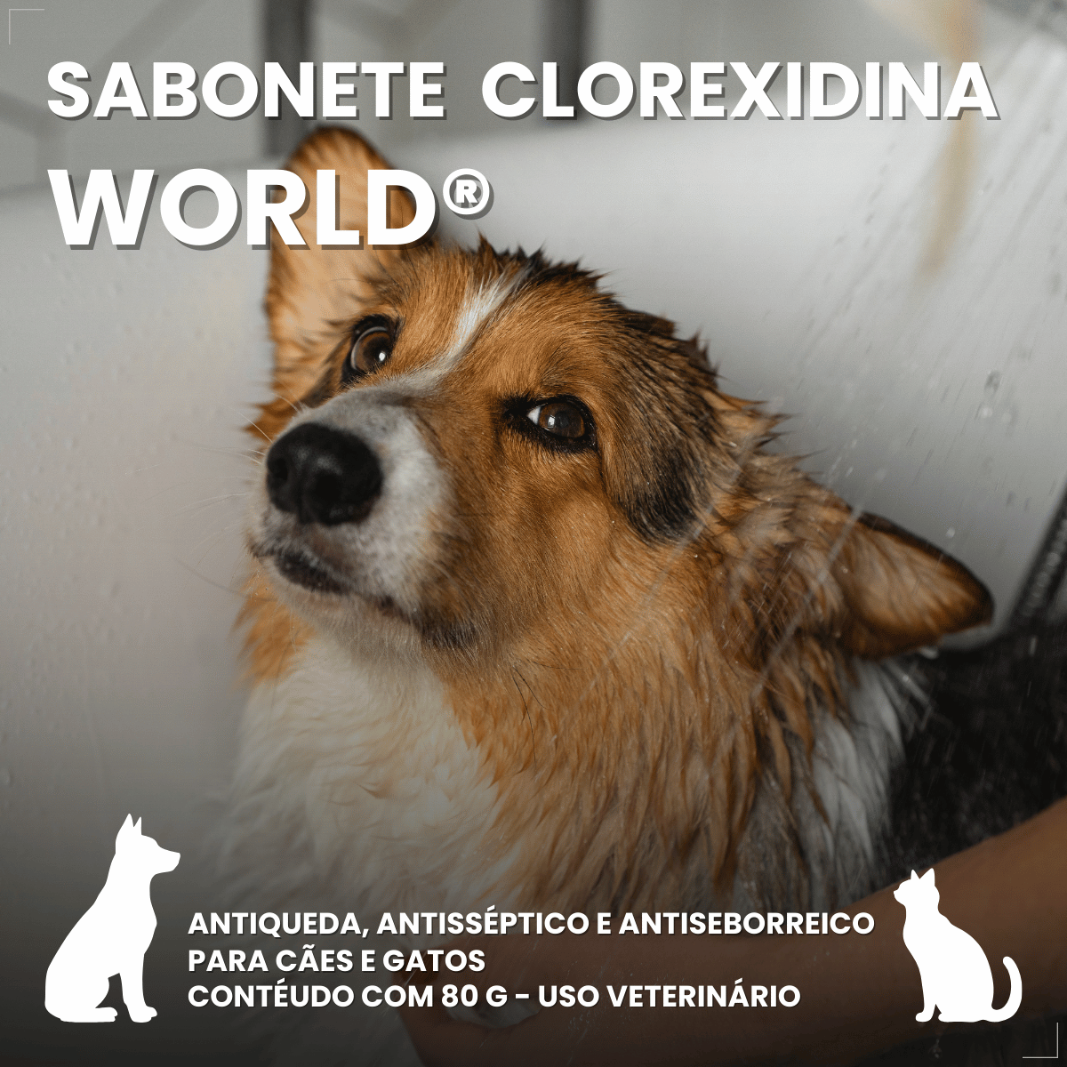 Kit 2 Probiótico Pet Para Cães E Gatos Avert 14g 1 Unidade