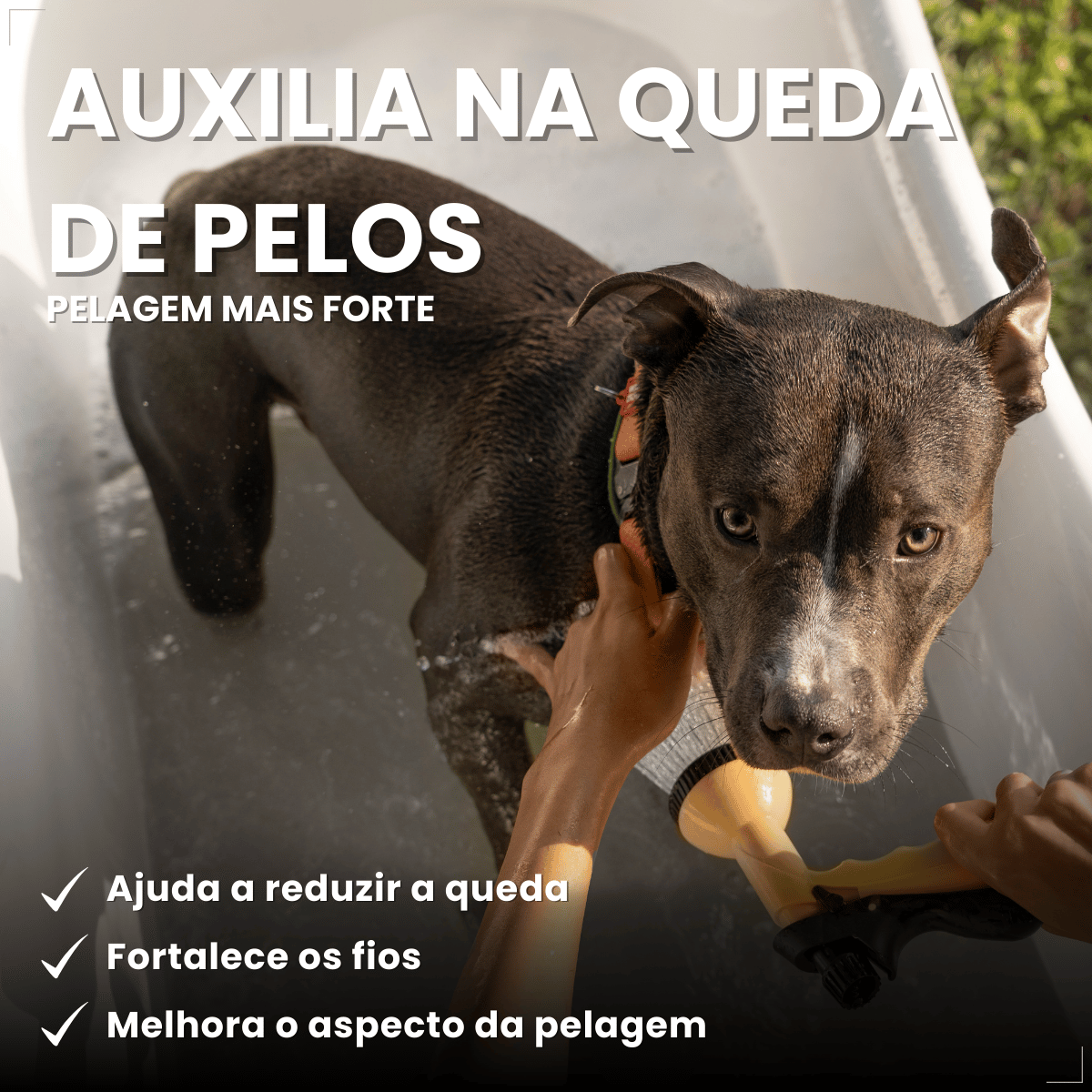 Sabonete Clorexidina Cães e Gatos World Veterinária 80 g