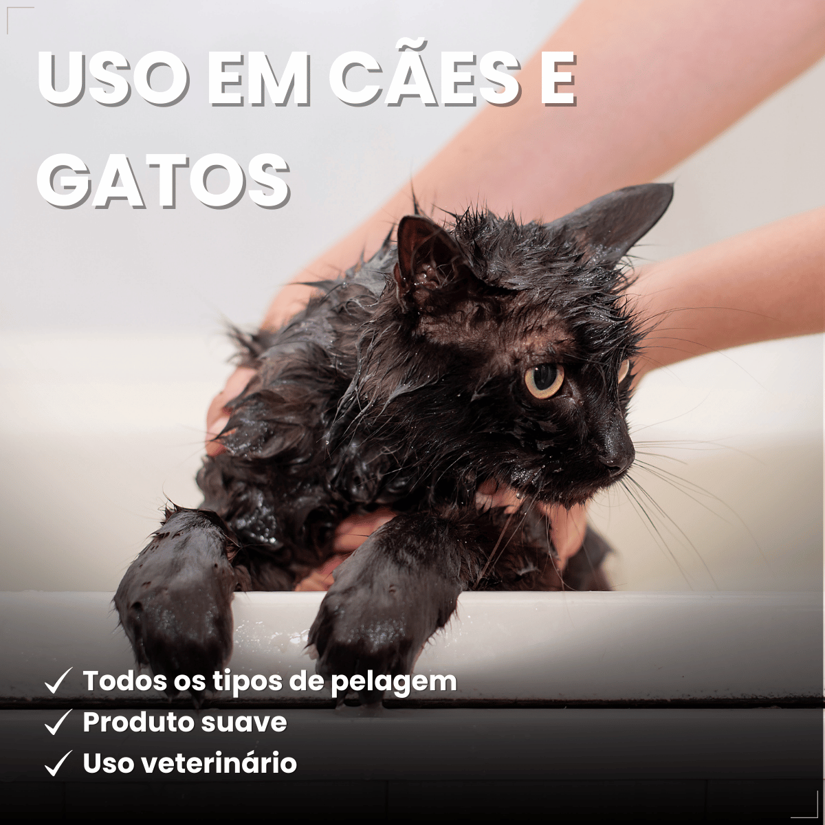 Sabonete Clorexidina Cães e Gatos World Veterinária 80 g