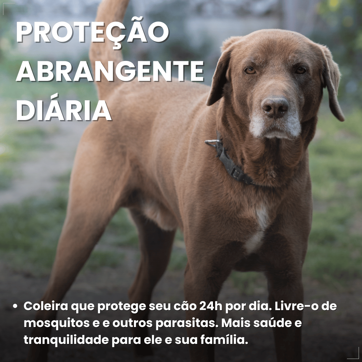 Coleira Scalibor Antipulgas Grande 65cm MSD