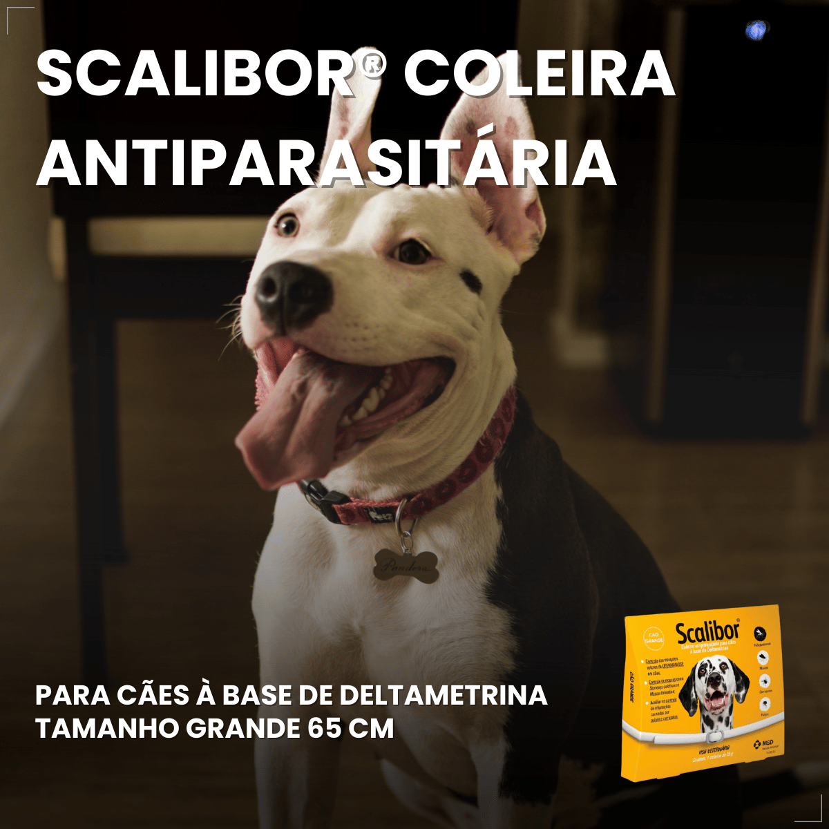 Kit 2 Coleira Scalibor Antipulgas Grande 65cm MSD