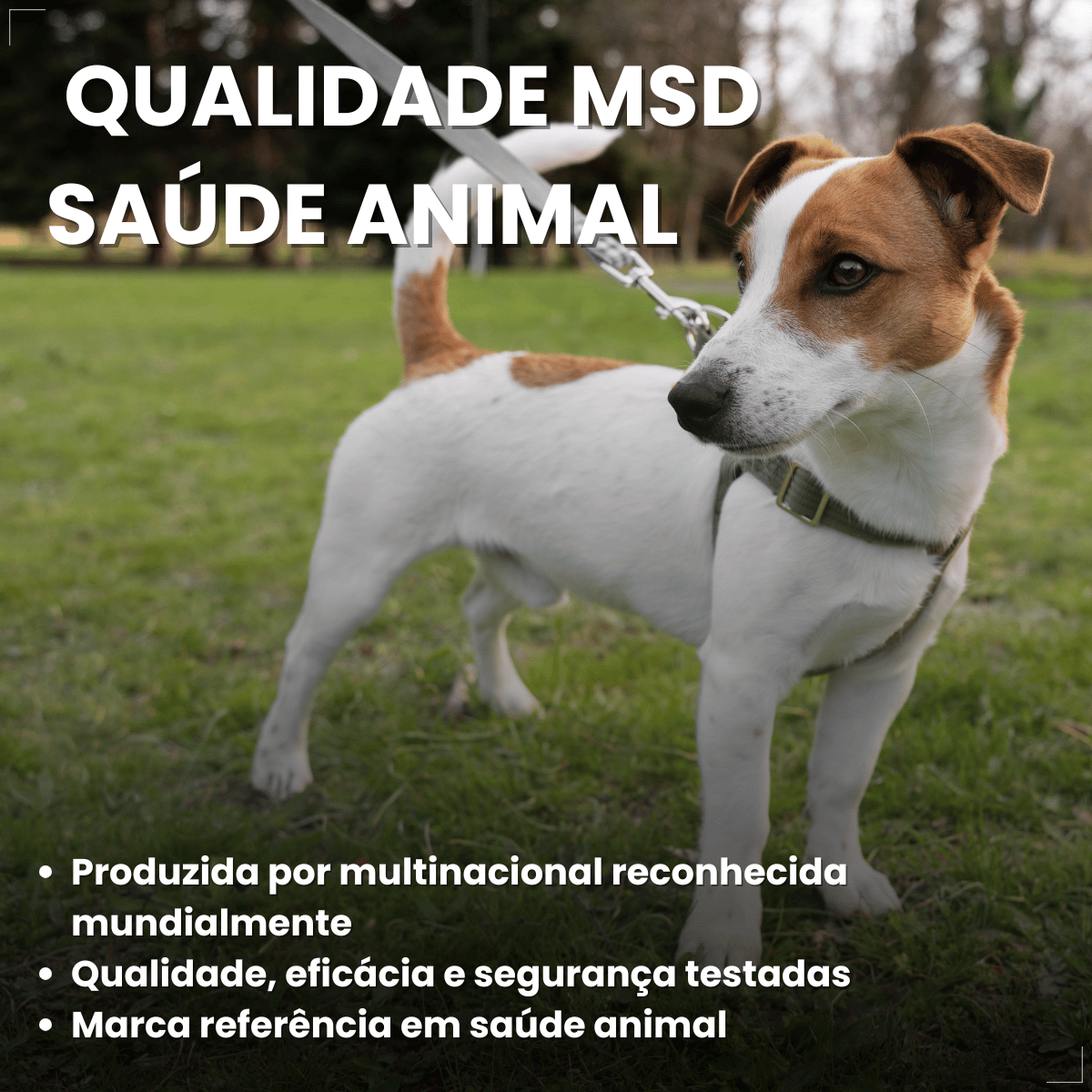 Kit 2 Coleira Scalibor Antipulgas Grande 65cm MSD