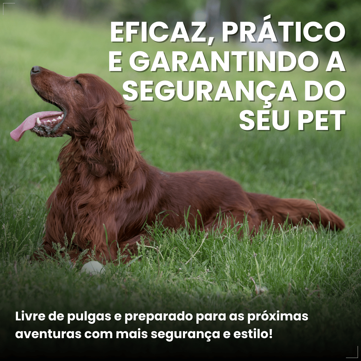 Coleira Antipulgas Carrapatos Elanco Seresto Caes Acima de 8kg