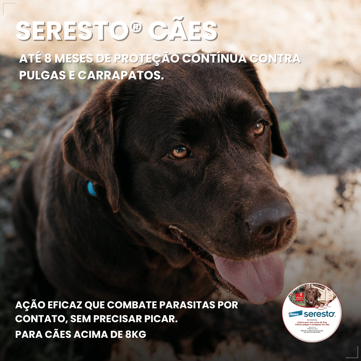 Coleira Antipulgas Carrapatos Elanco Seresto Caes Acima de 8kg
