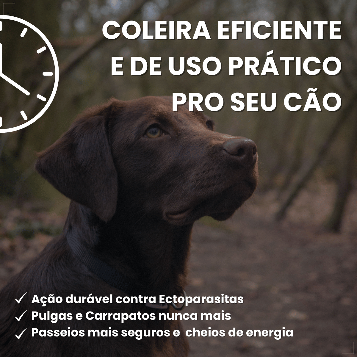 Coleira Antipulgas Carrapatos Elanco Seresto Caes Acima de 8kg