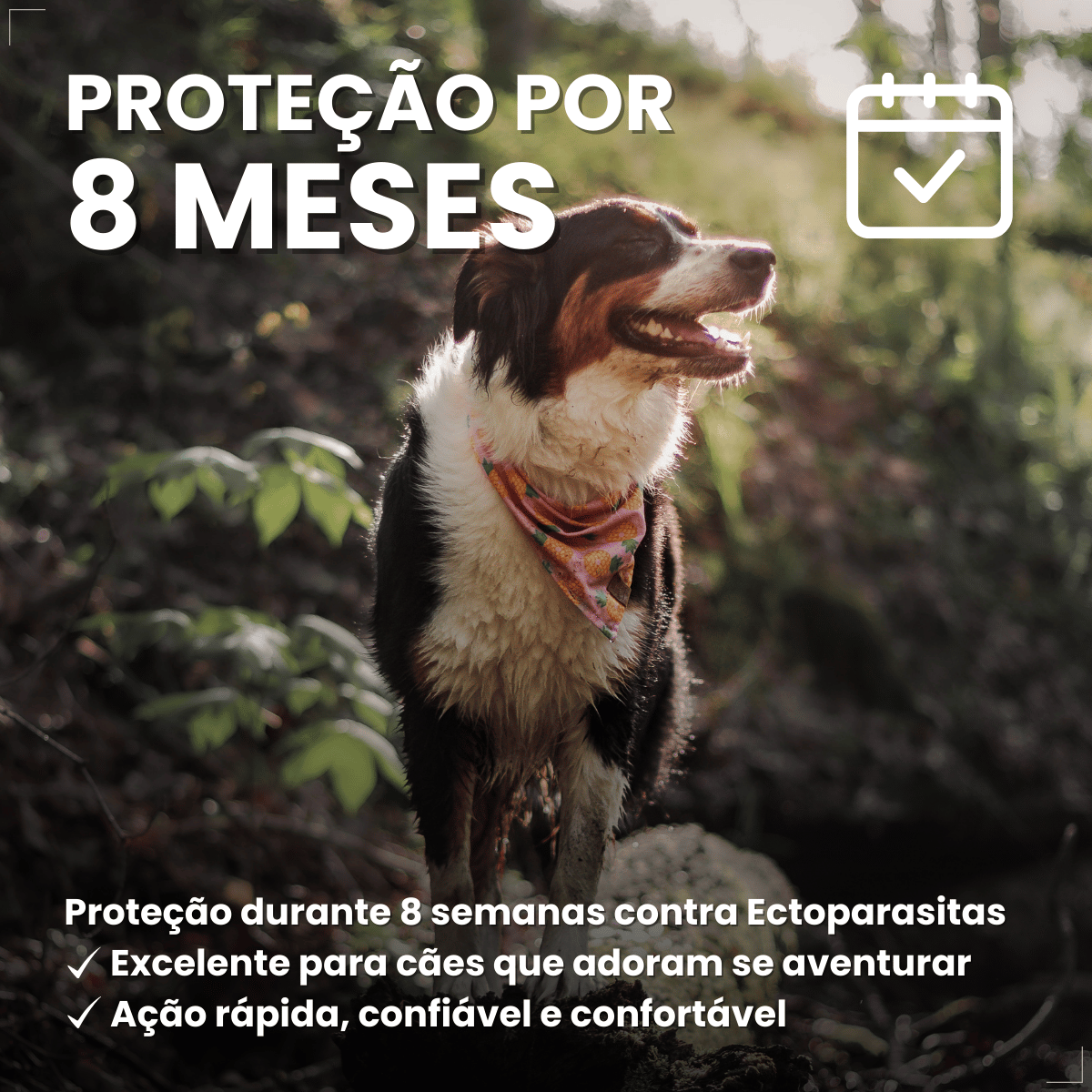 Coleira Antipulgas Carrapatos Elanco Seresto Caes Acima de 8kg