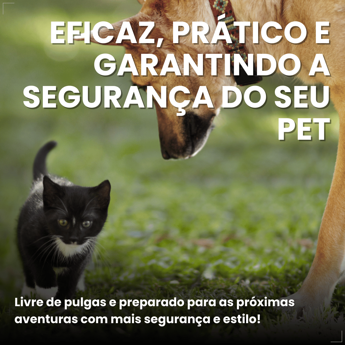 Coleira Antipulgas Carrapatos Elanco Seresto Caes e Gatos Até 8kg