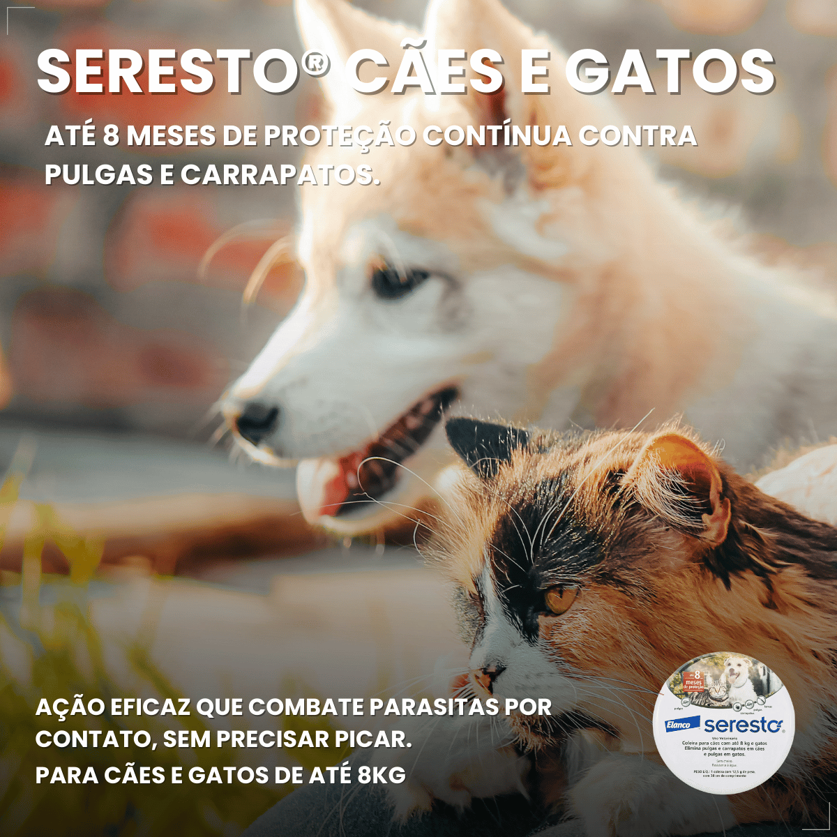 Coleira Antipulgas Carrapatos Elanco Seresto Caes e Gatos Até 8kg