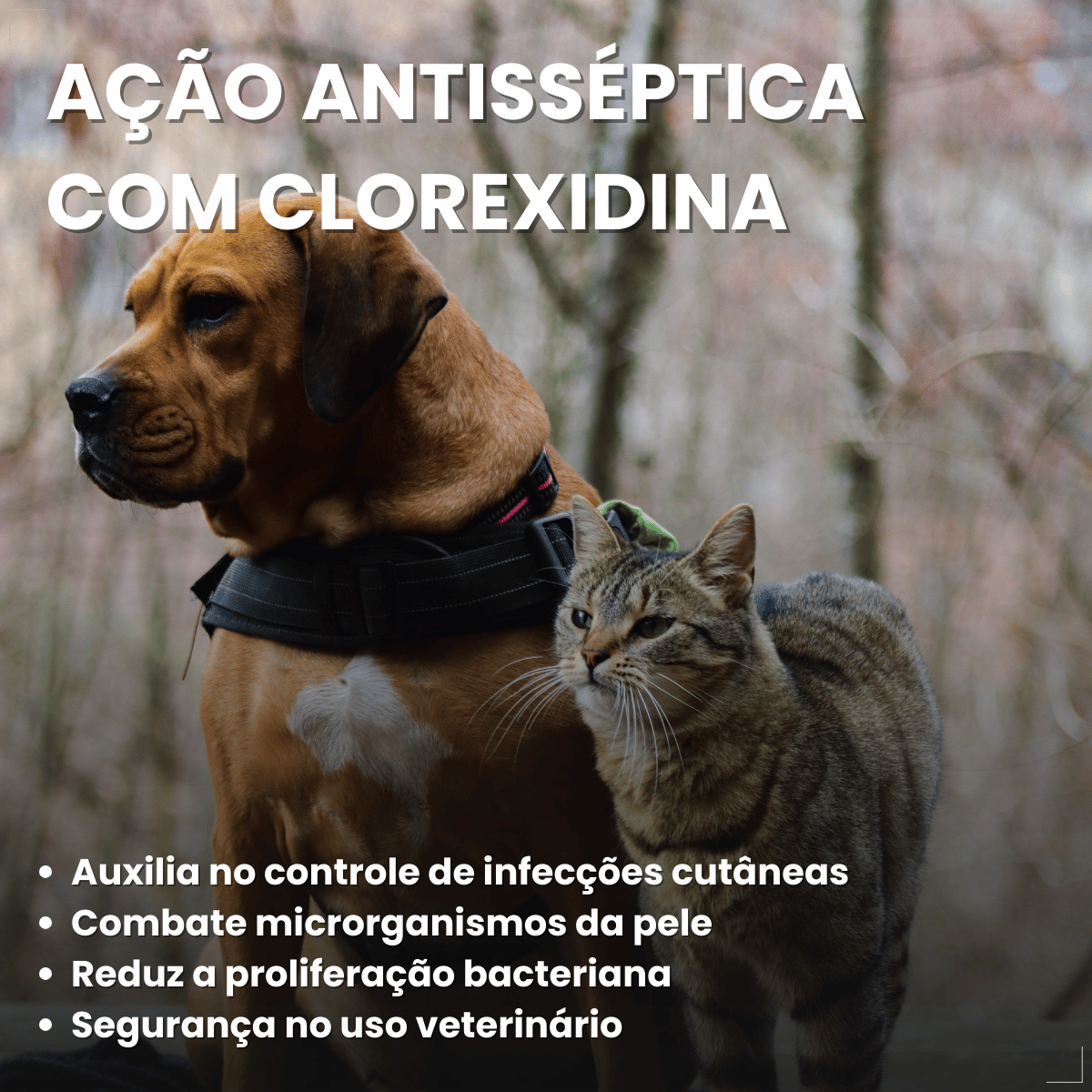 Kit 3 Shampoo Clorexidina Dugs Cães Anti Queda 500ml