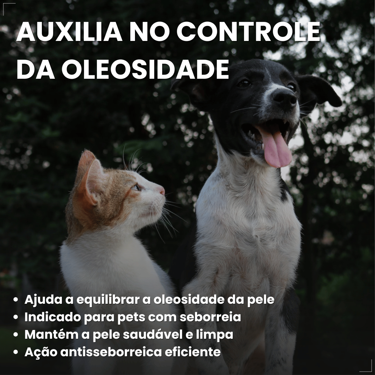 Kit 3 Shampoo Clorexidina Dugs Cães Anti Queda 500ml