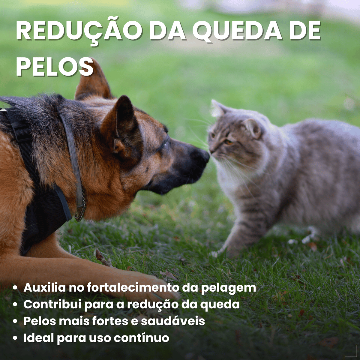 Kit 3 Shampoo Clorexidina Dugs Cães Anti Queda 500ml
