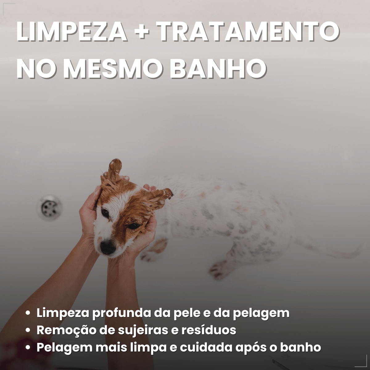 Kit 2 Shampoo Antipulgas Carrapatos Piolho Sarna Matt 6 em 1 Cães Gatos