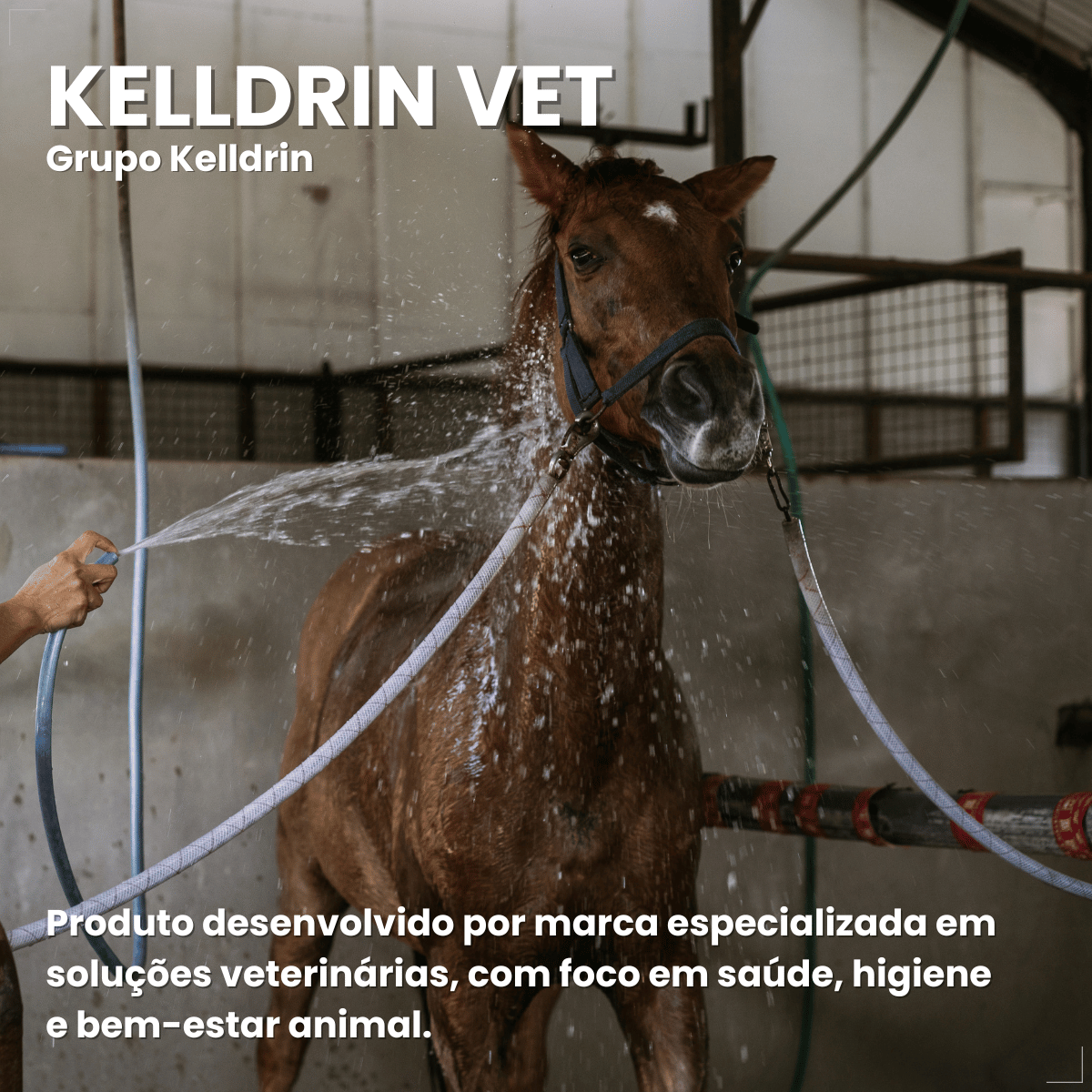 Kit 2 Shampoo Antipulgas Carrapatos Piolho Sarna Matt 6 em 1 Cães Gatos