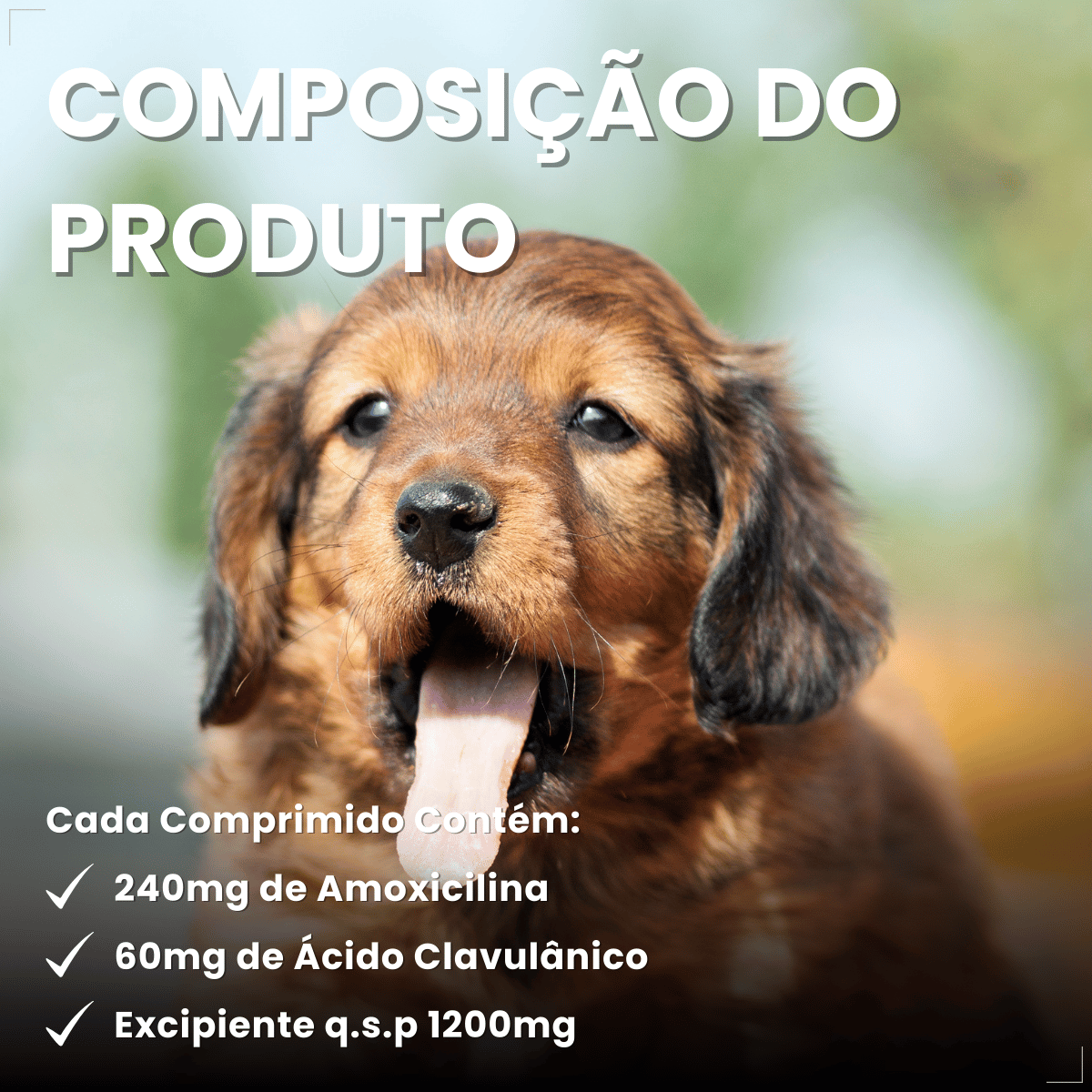 Silmox Cl Vansil 300mg 10 Comprimidos Para Cães e Gatos