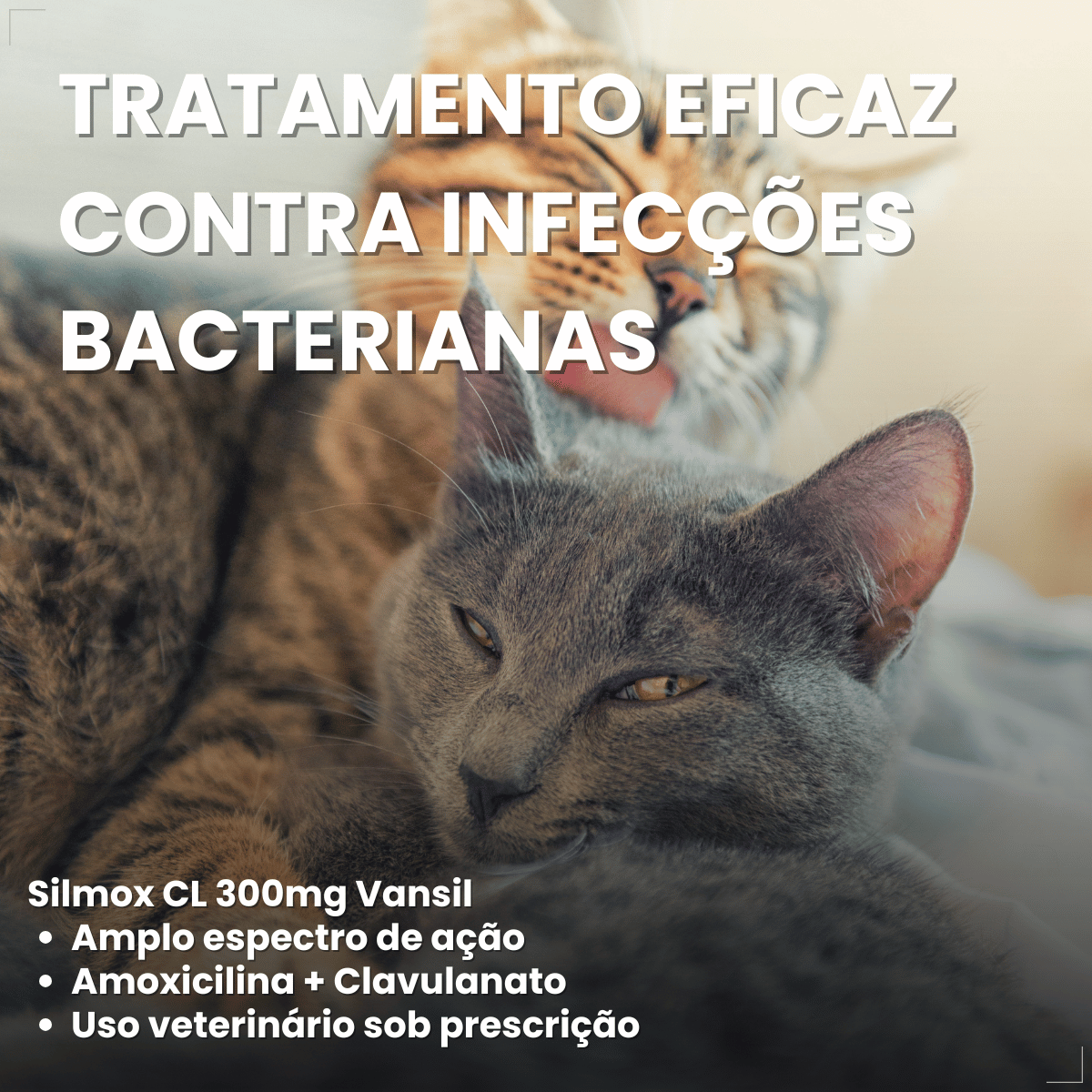 Silmox Cl Vansil 300mg 10 Comprimidos Para Cães e Gatos