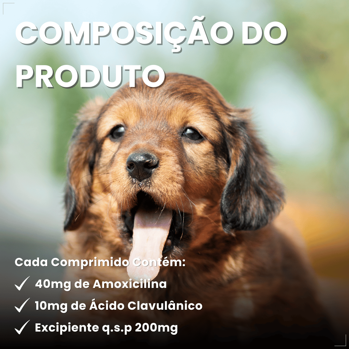 Silmox Cl Vansil 50mg 10 Comprimidos Para Cães e Gatos