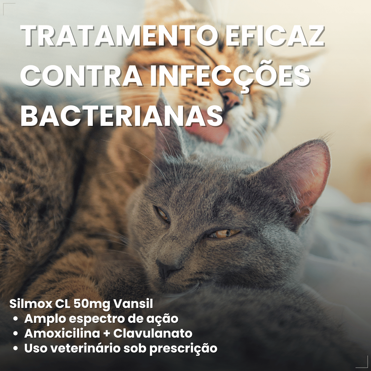 Silmox Cl Vansil 50mg 10 Comprimidos Para Cães e Gatos