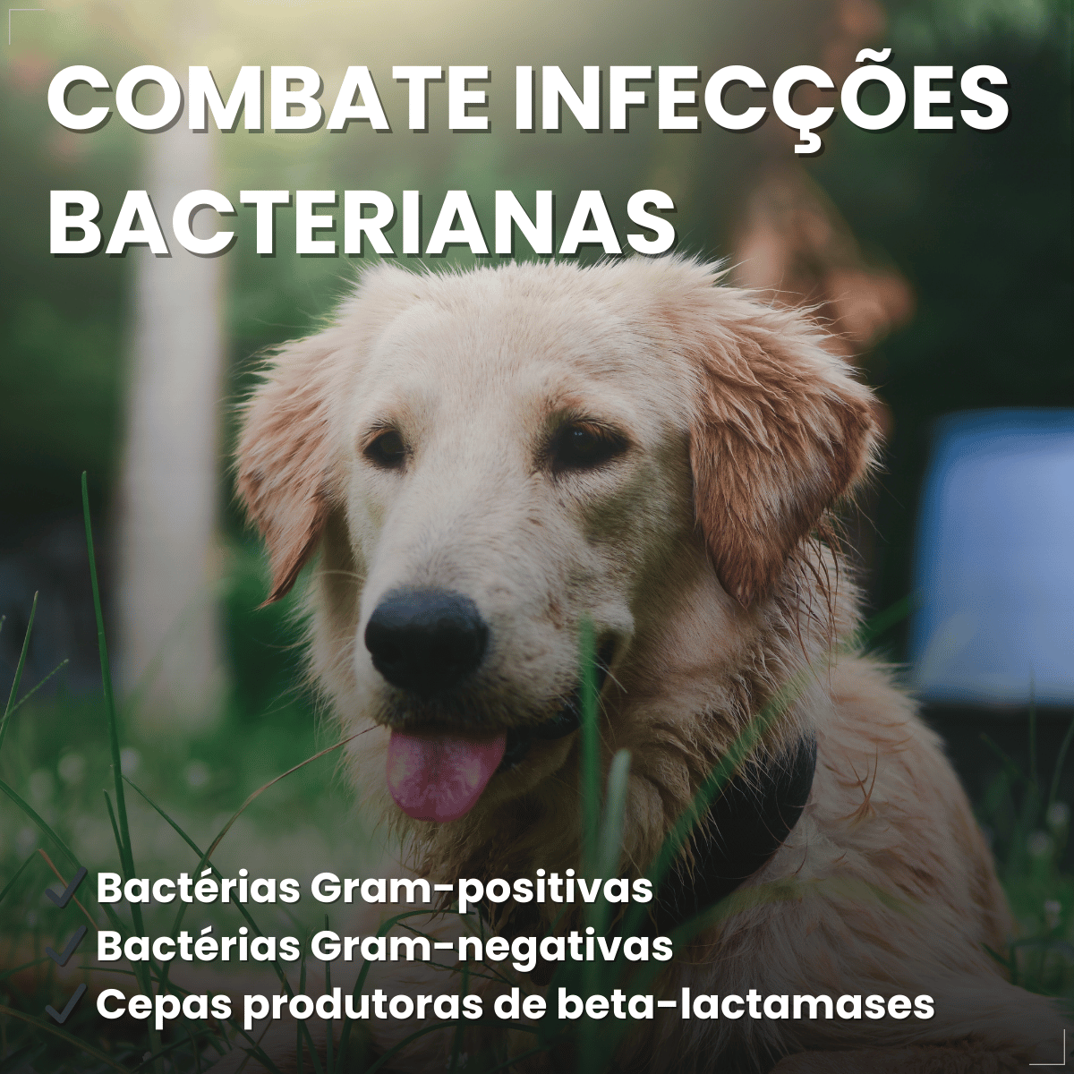 Silmox Cl Vansil 50mg 10 Comprimidos Para Cães e Gatos