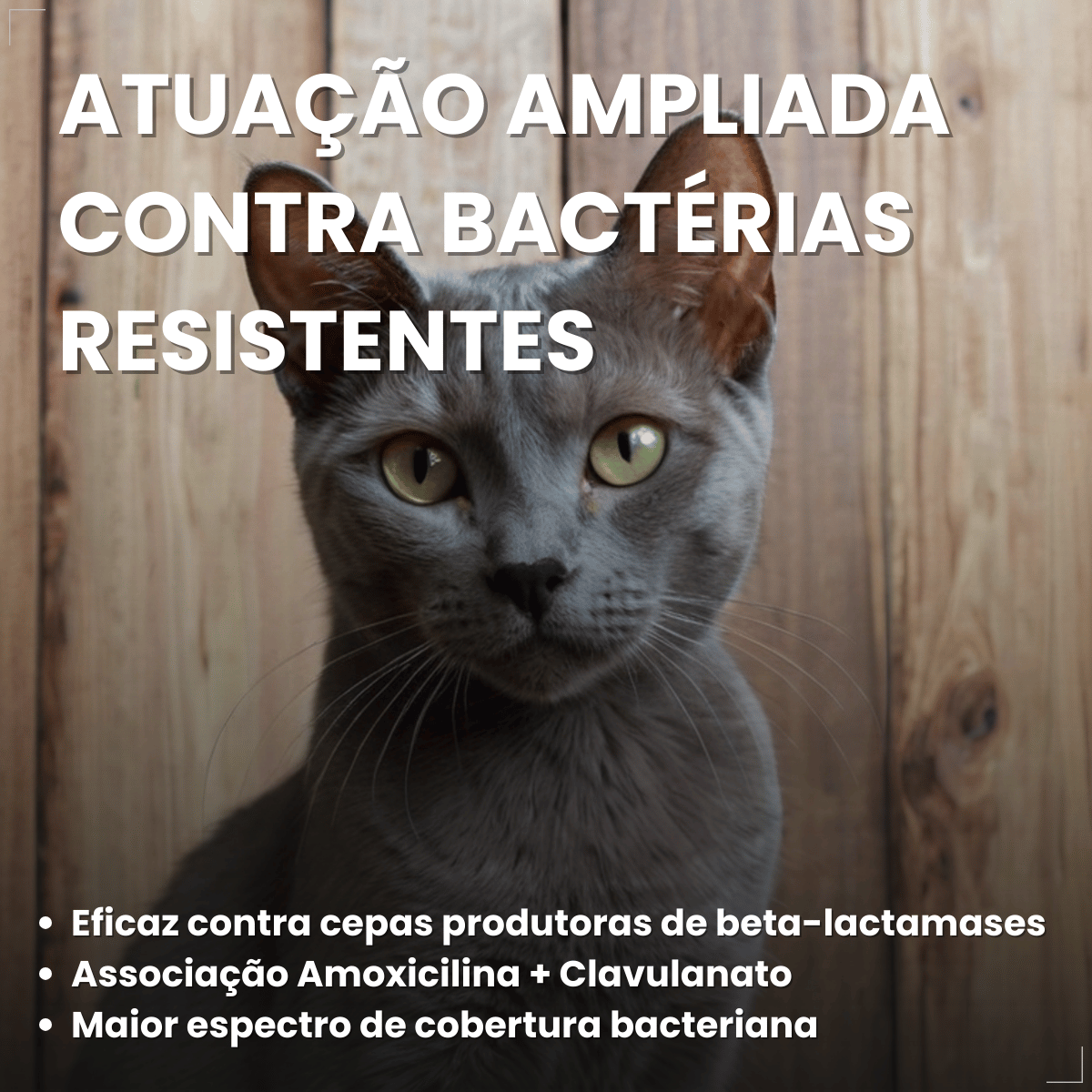 Silmox Cl Vansil 50mg 10 Comprimidos Para Cães e Gatos