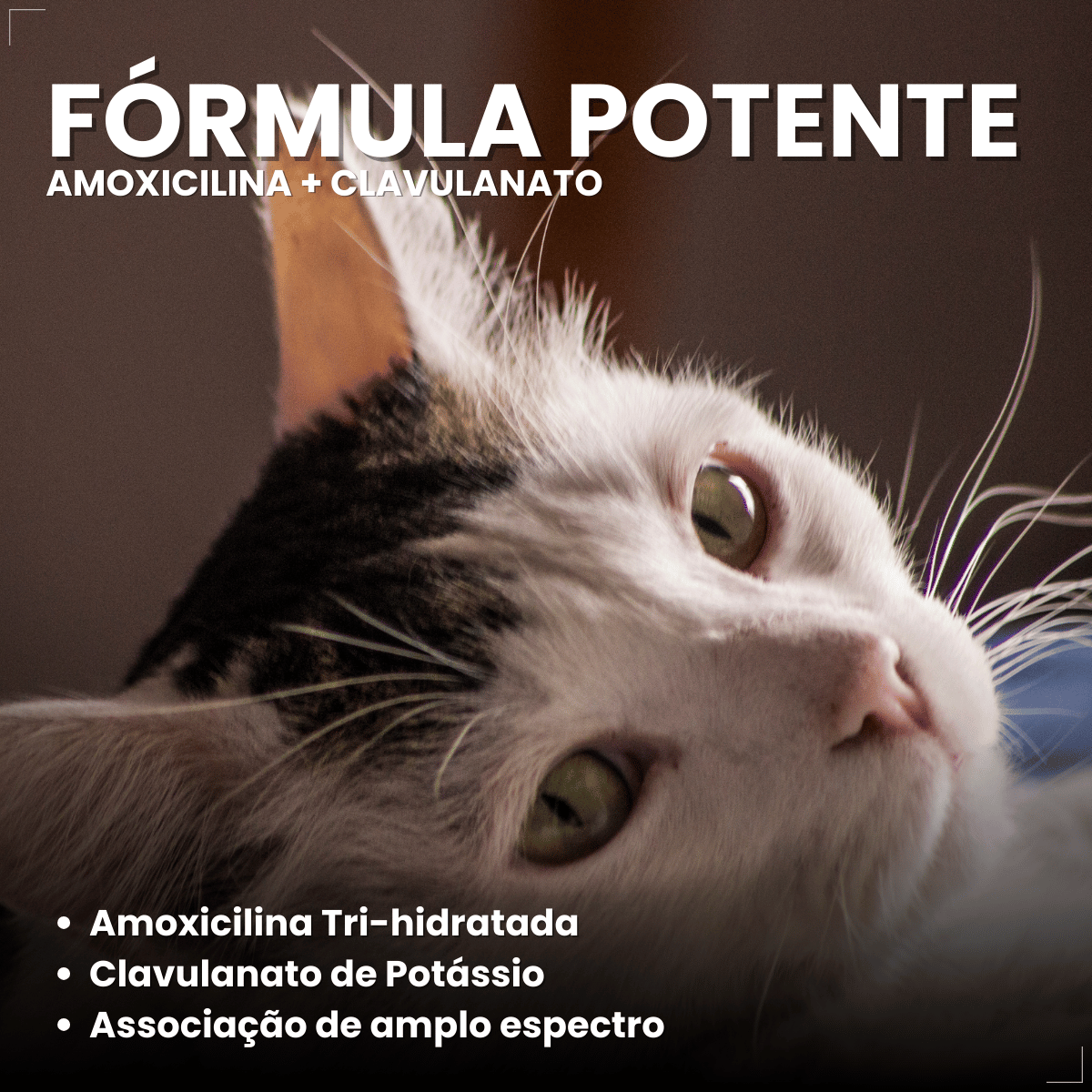 Silmox Cl Vansil 150mg 10 Comprimidos Para Cães e Gatos