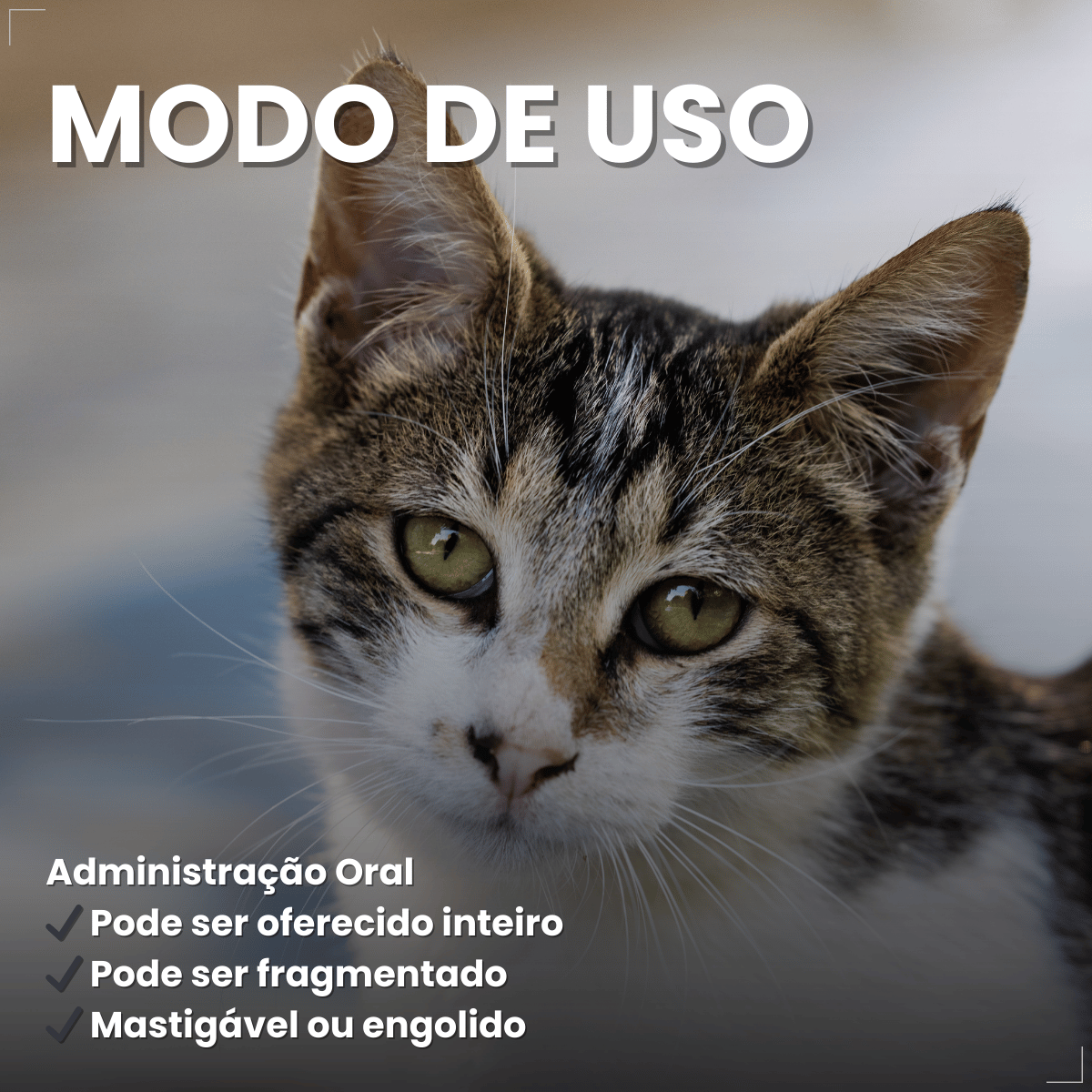 Silmox Cl Vansil 150mg 10 Comprimidos Para Cães e Gatos