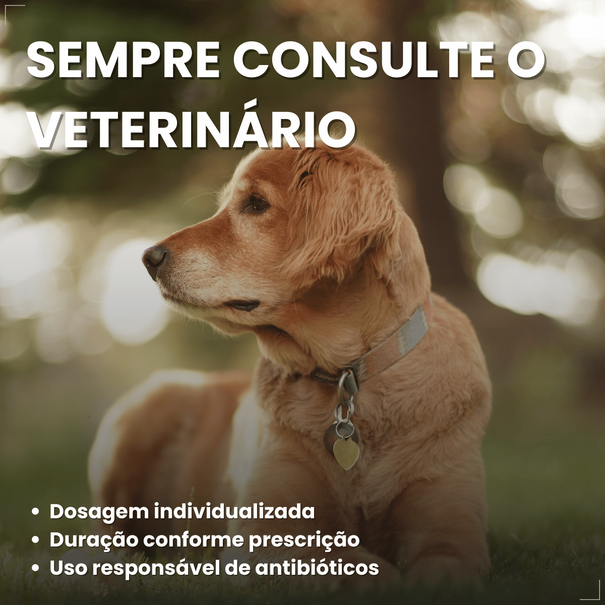 Silmox Cl Vansil 150mg 10 Comprimidos Para Cães e Gatos