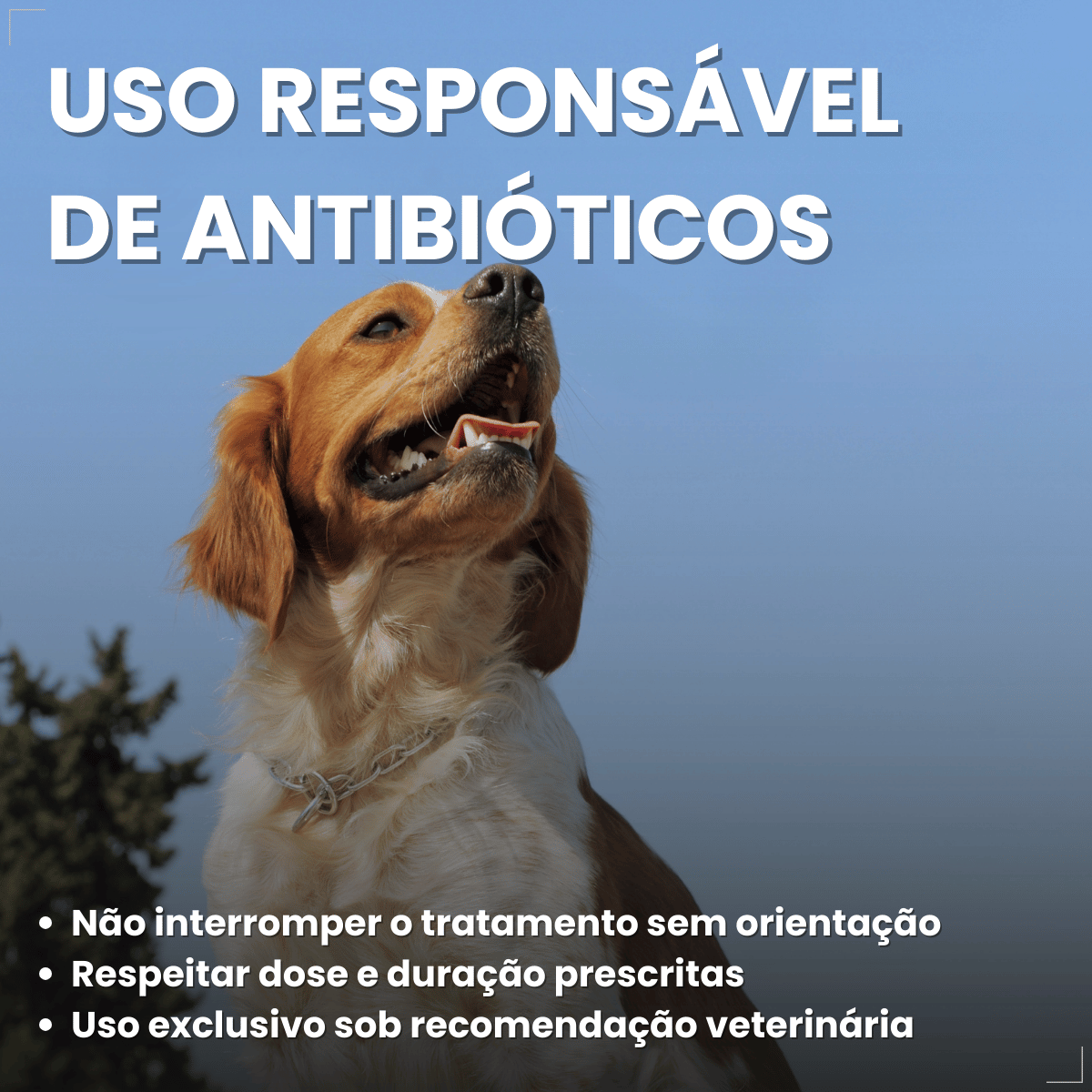 Silmox Cl Vansil 150mg 10 Comprimidos Para Cães e Gatos