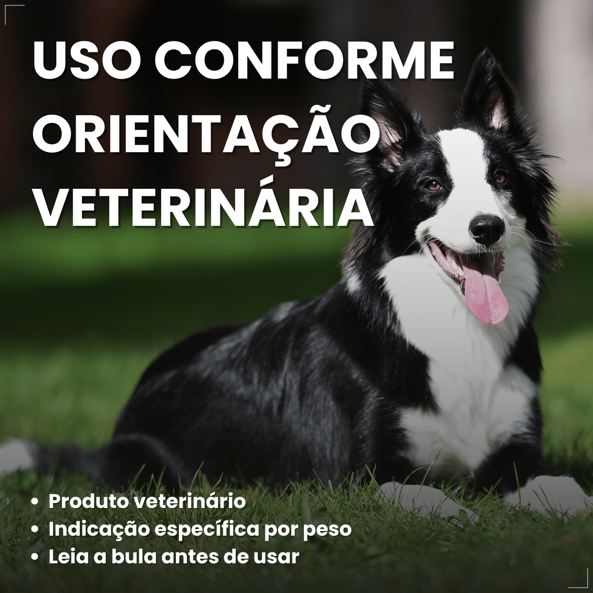 Simparic TRIO Cão 10,1 a 20kg Vermífugo Pulga Carrapato 1 Comprimido