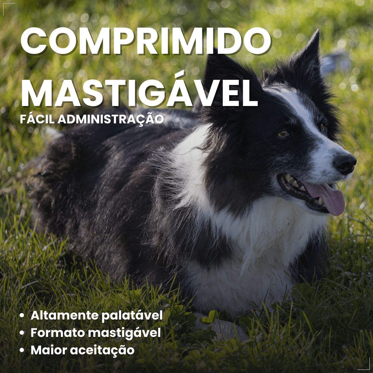 Simparic TRIO Cão 10,1 a 20kg Vermífugo Pulga Carrapato 1 Comprimido