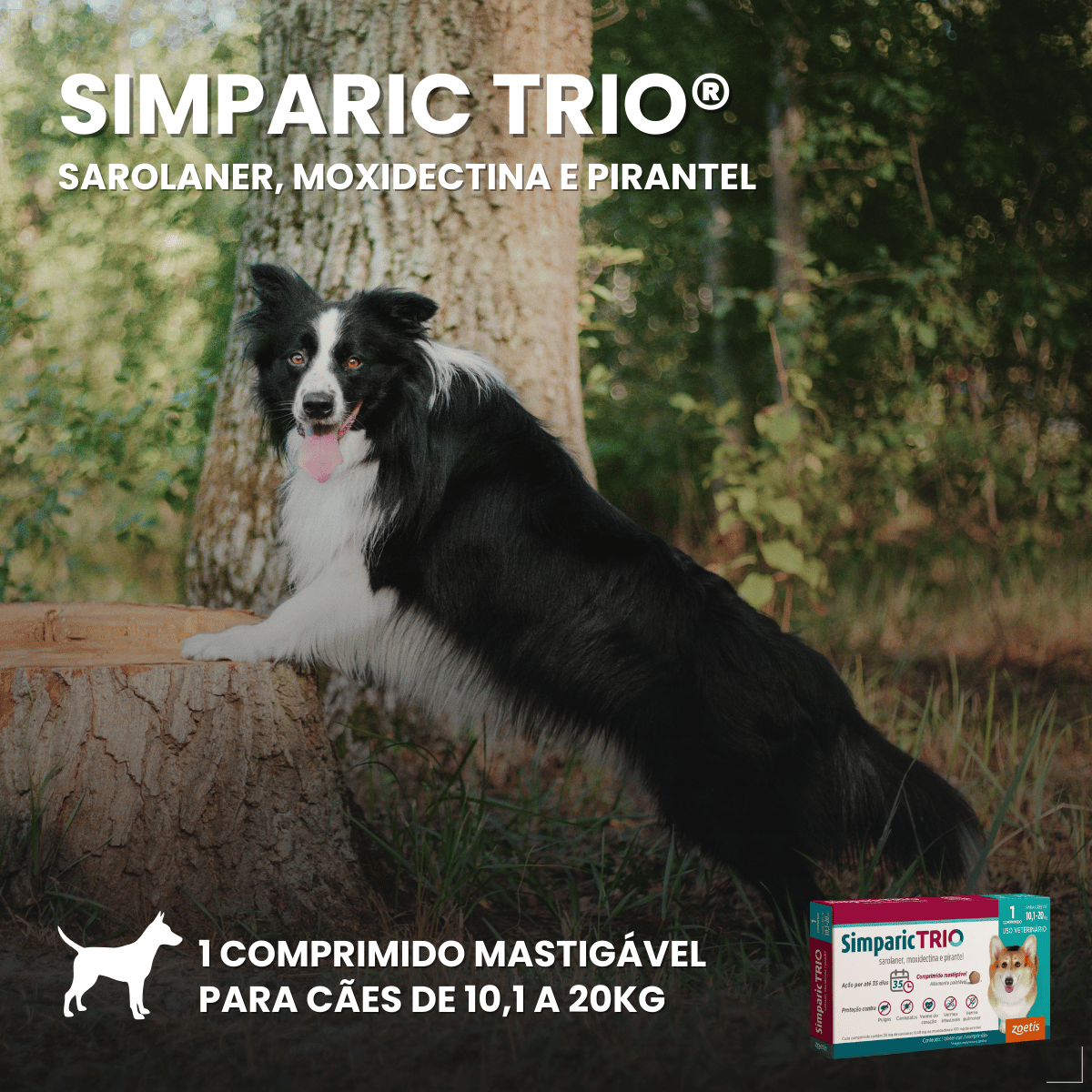 Simparic TRIO Cão 10,1 a 20kg Vermífugo Pulga Carrapato 1 Comprimido