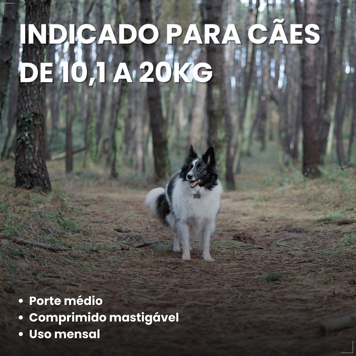 Simparic TRIO Cão 10,1 a 20kg Vermífugo Pulga Carrapato 1 Comprimido