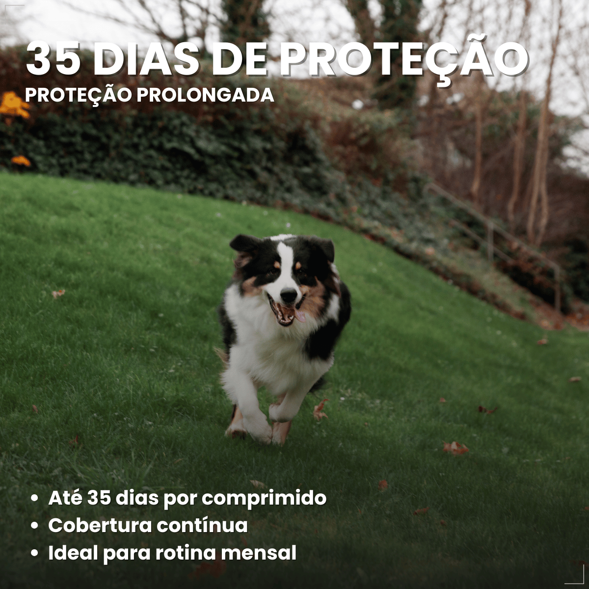 Simparic TRIO Cão 10,1 a 20kg Vermífugo Pulga Carrapato 1 Comprimido
