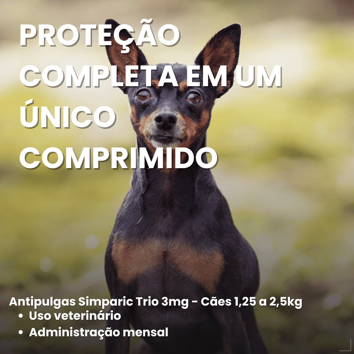 Simparic TRIO Cão 1,25 a 2,5kg Vermífugo Pulga Carrapato 3 Comprimidos