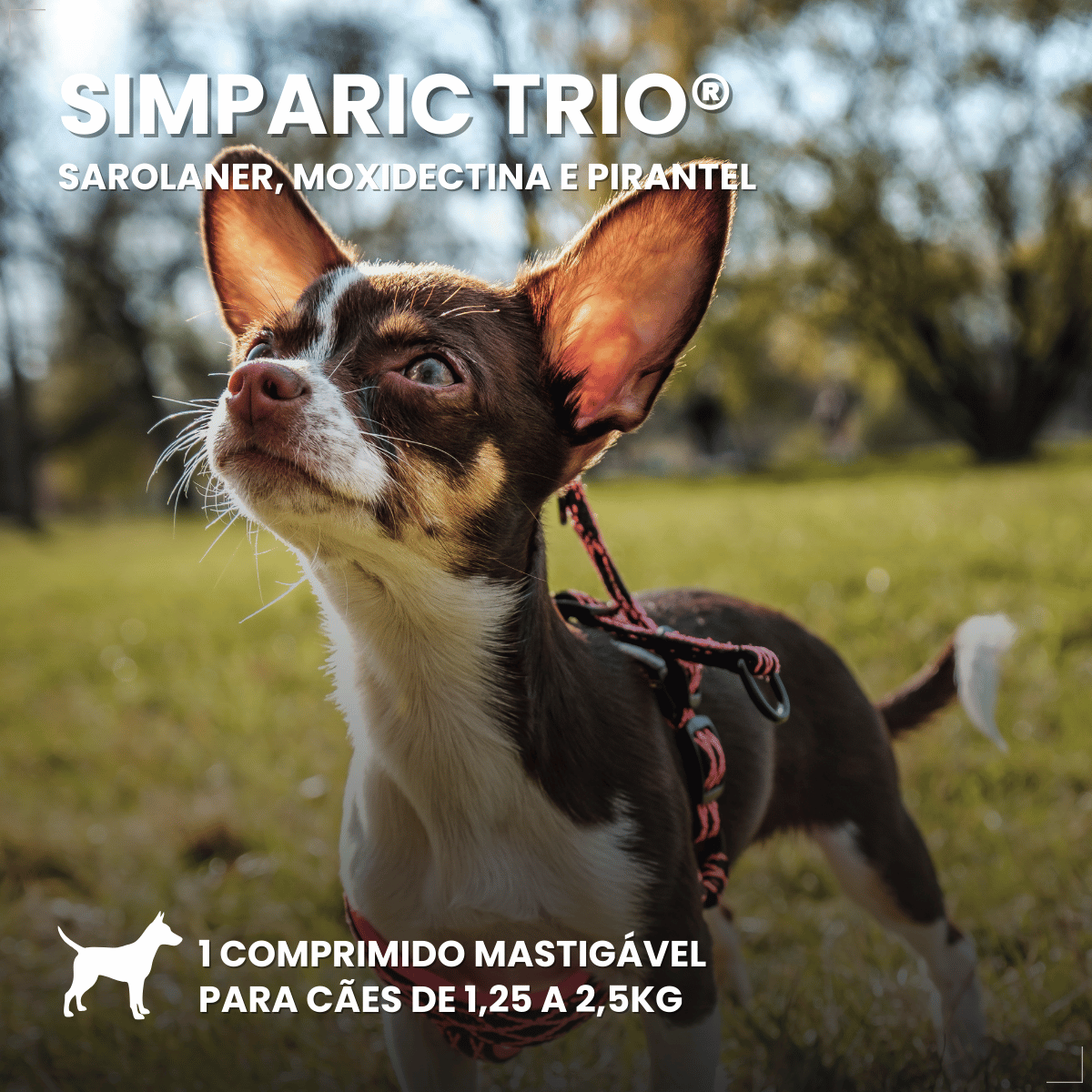 Simparic TRIO Cães 1,25 a 2,5kg Vermífugo Pulgas Carrapatos 1 Comprimido