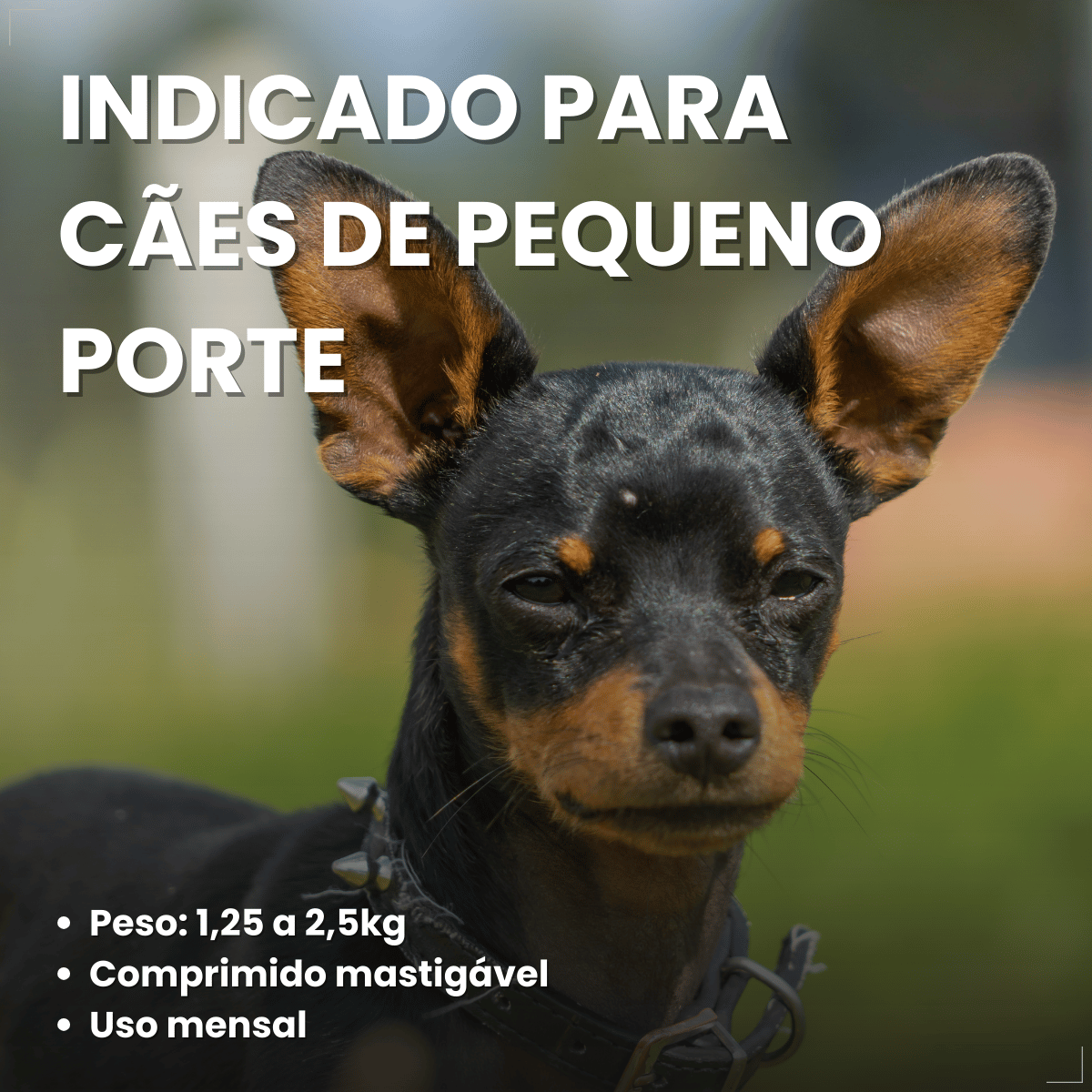 Simparic TRIO Cão 1,25 a 2,5kg Vermífugo Pulga Carrapato 3 Comprimidos