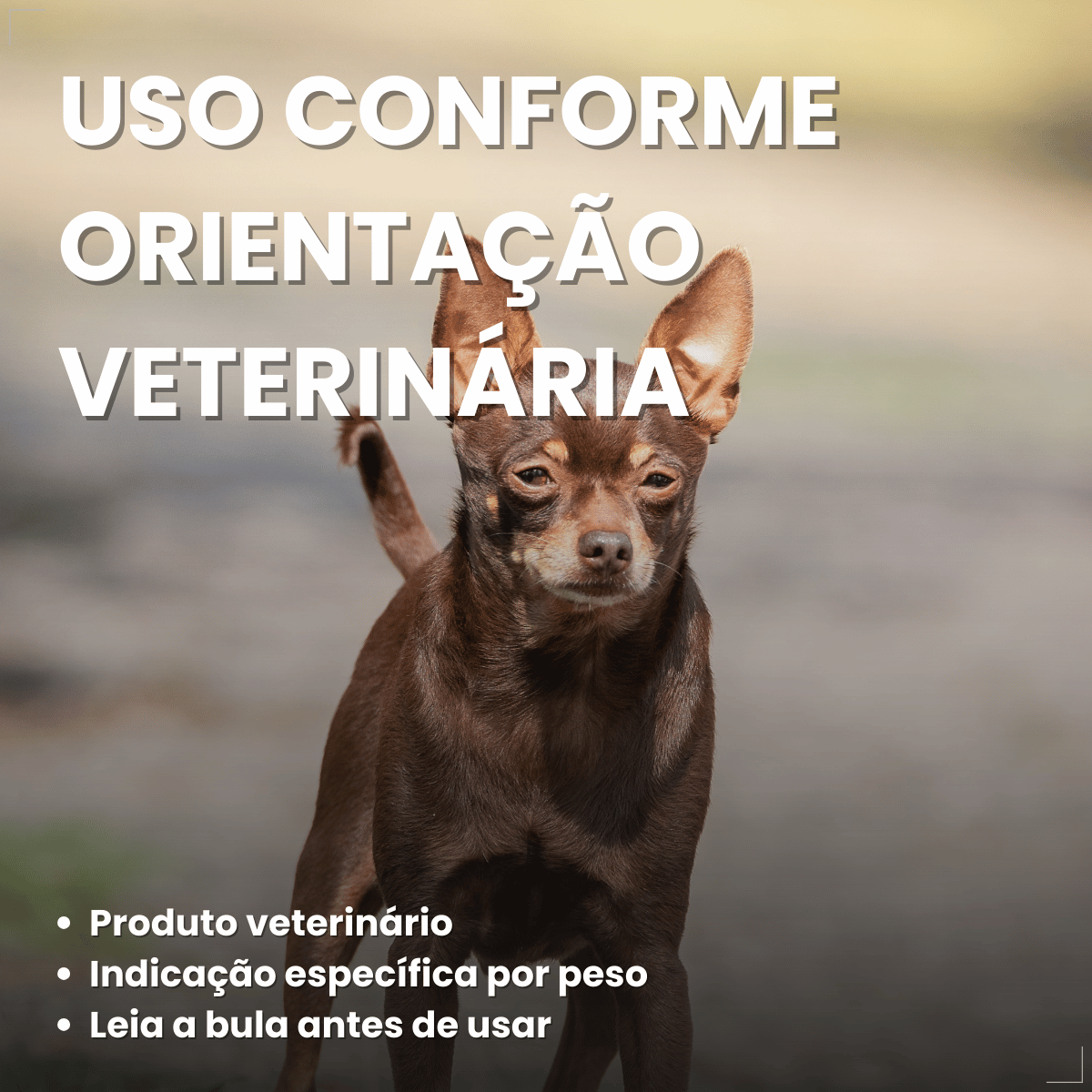Simparic TRIO Cão 1,25 a 2,5kg Vermífugo Pulga Carrapato 3 Comprimidos