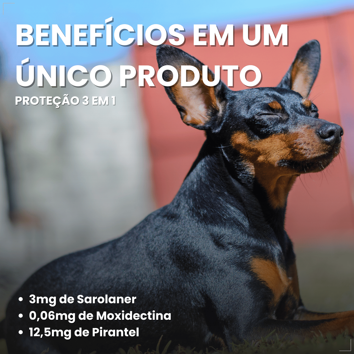 Simparic TRIO Cão 1,25 a 2,5kg Vermífugo Pulga Carrapato 3 Comprimidos