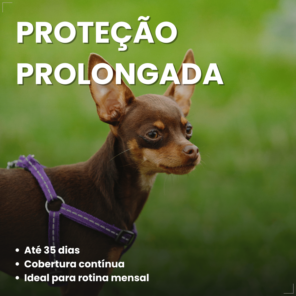 Simparic TRIO Cão 1,25 a 2,5kg Vermífugo Pulga Carrapato 3 Comprimidos
