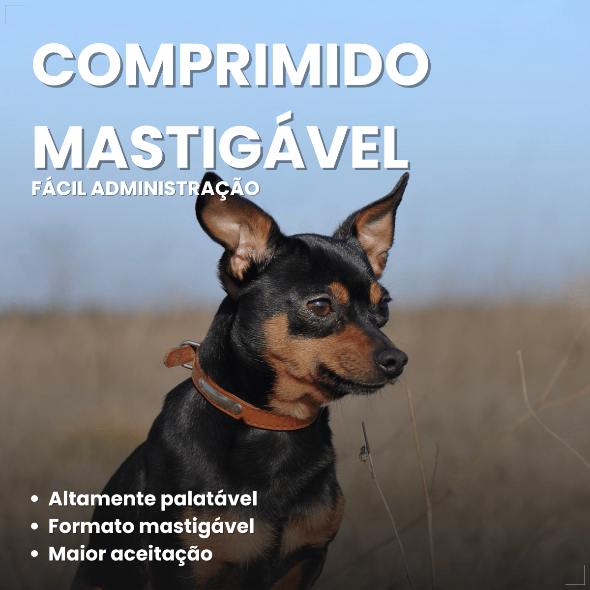 Simparic TRIO Cão 1,25 a 2,5kg Vermífugo Pulga Carrapato 3 Comprimidos