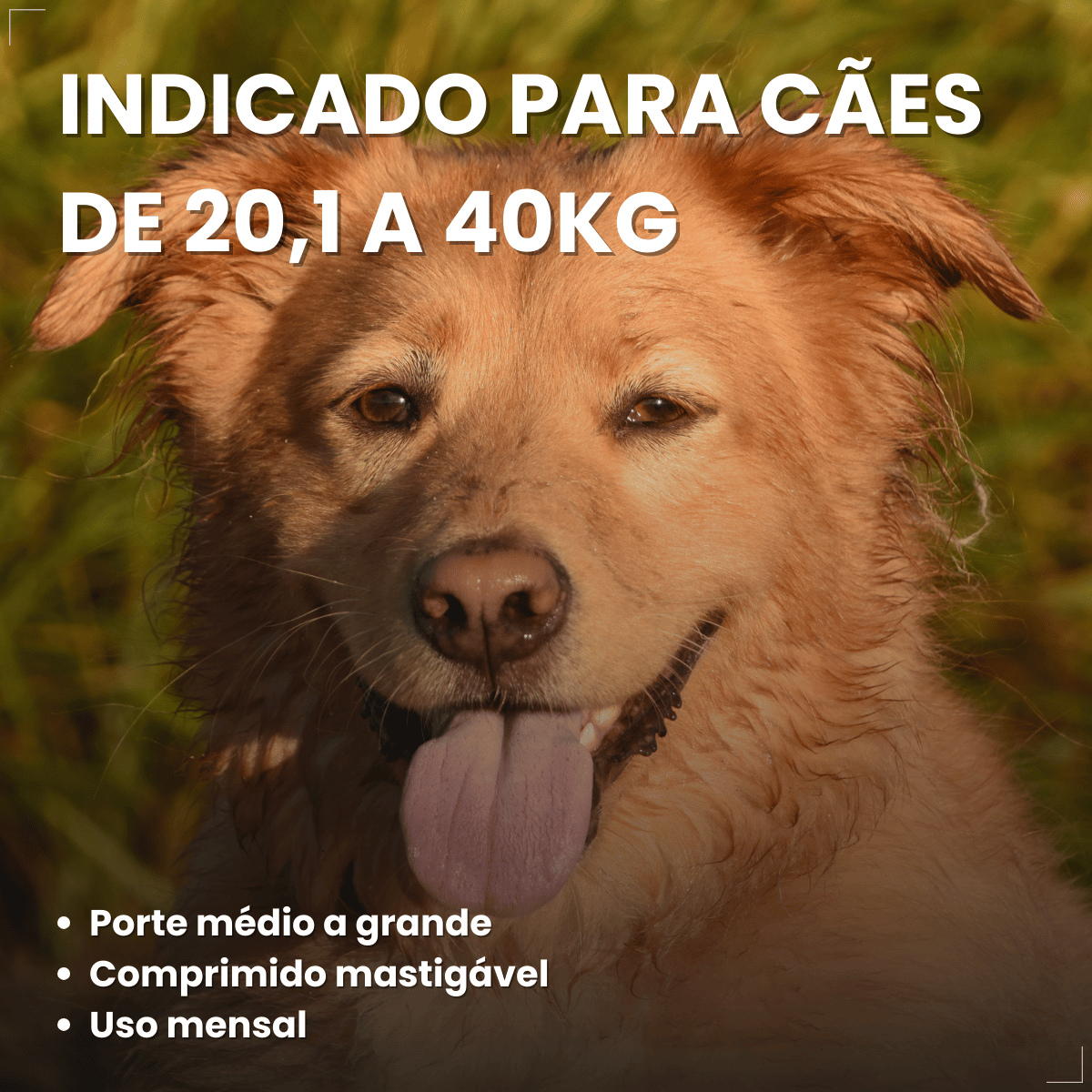 Simparic TRIO Cão 20,1 a 40kg Vermífugo Pulga Carrapato 3 Comprimidos