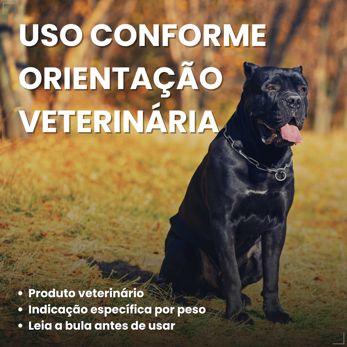 Simparic TRIO Cão 40,1 a 60kg Vermífugo Pulga Carrapato 1 Comprimido