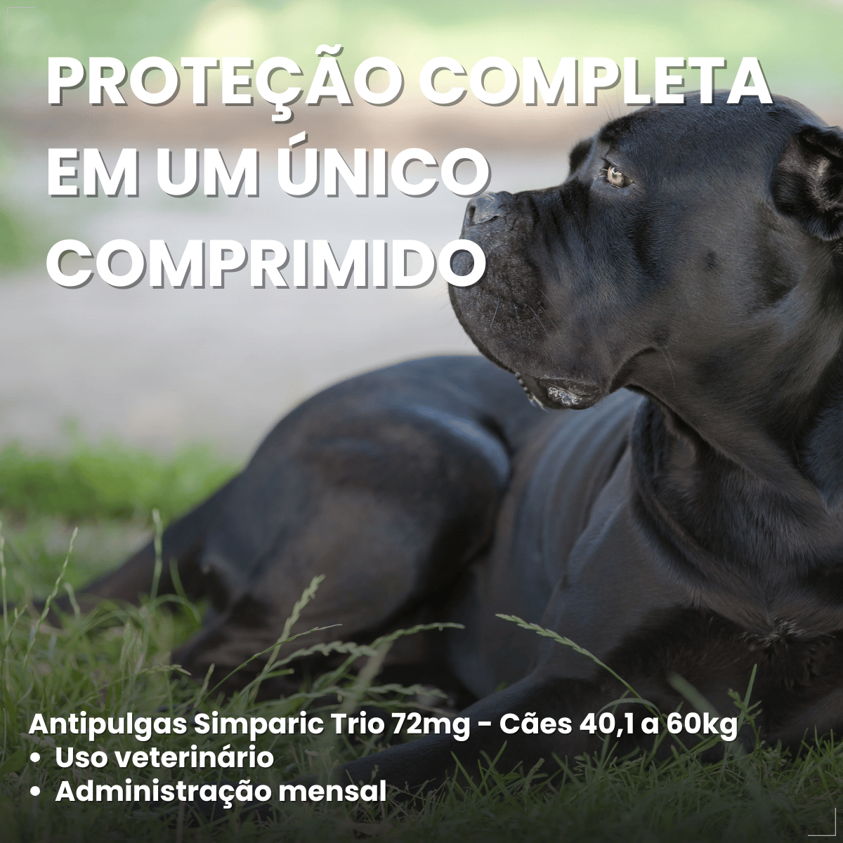 Simparic TRIO Cão 40,1 a 60kg Vermífugo Pulga Carrapato 1 Comprimido