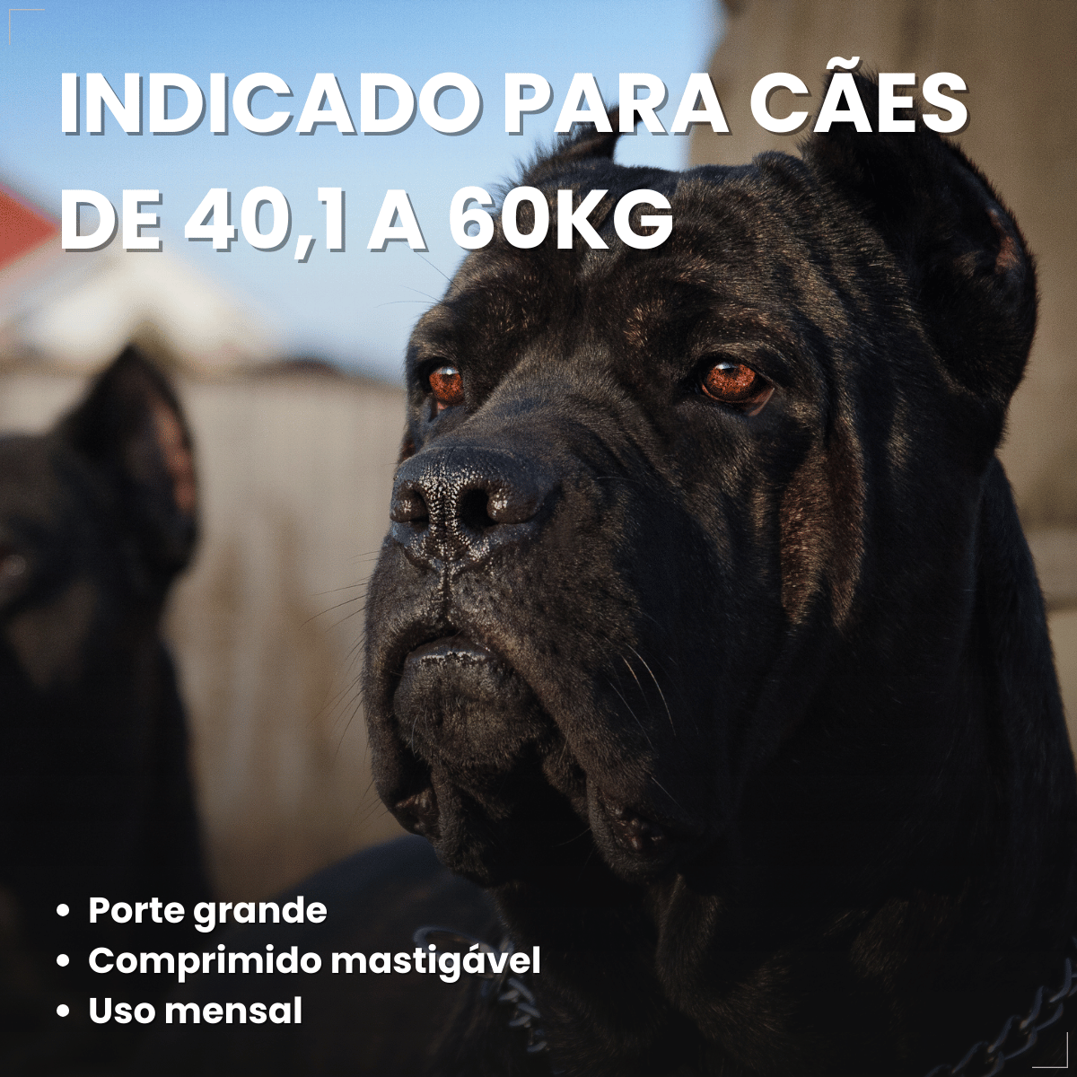 Simparic TRIO Cão 40,1 a 60kg Vermífugo Pulga Carrapato 1 Comprimido