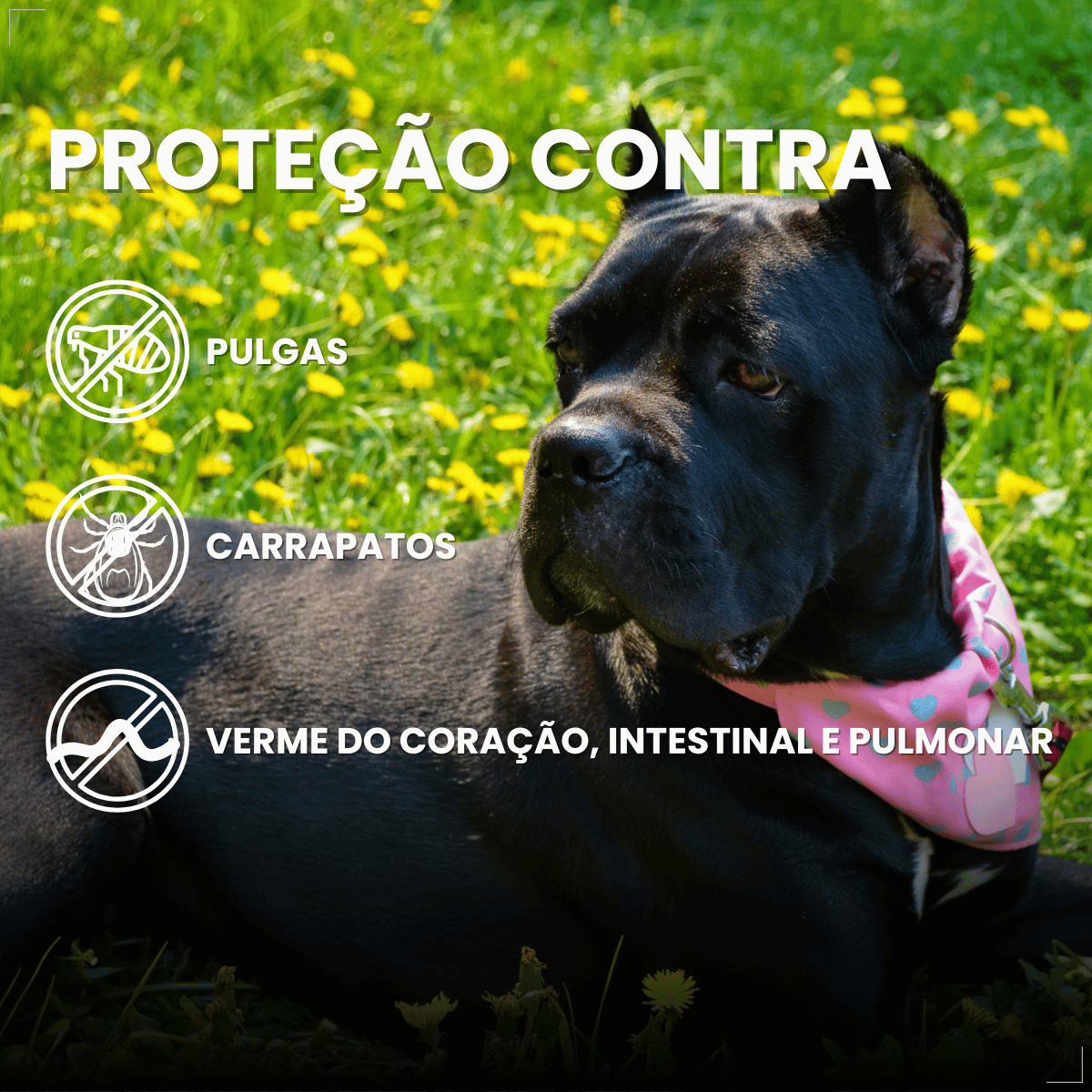 Simparic TRIO Cão 40,1 a 60kg Vermífugo Pulga Carrapato 1 Comprimido