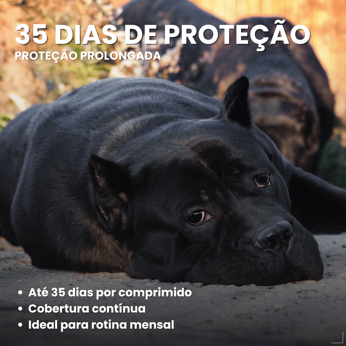 Simparic TRIO Cão 40,1 a 60kg Vermífugo Pulga Carrapato 1 Comprimido