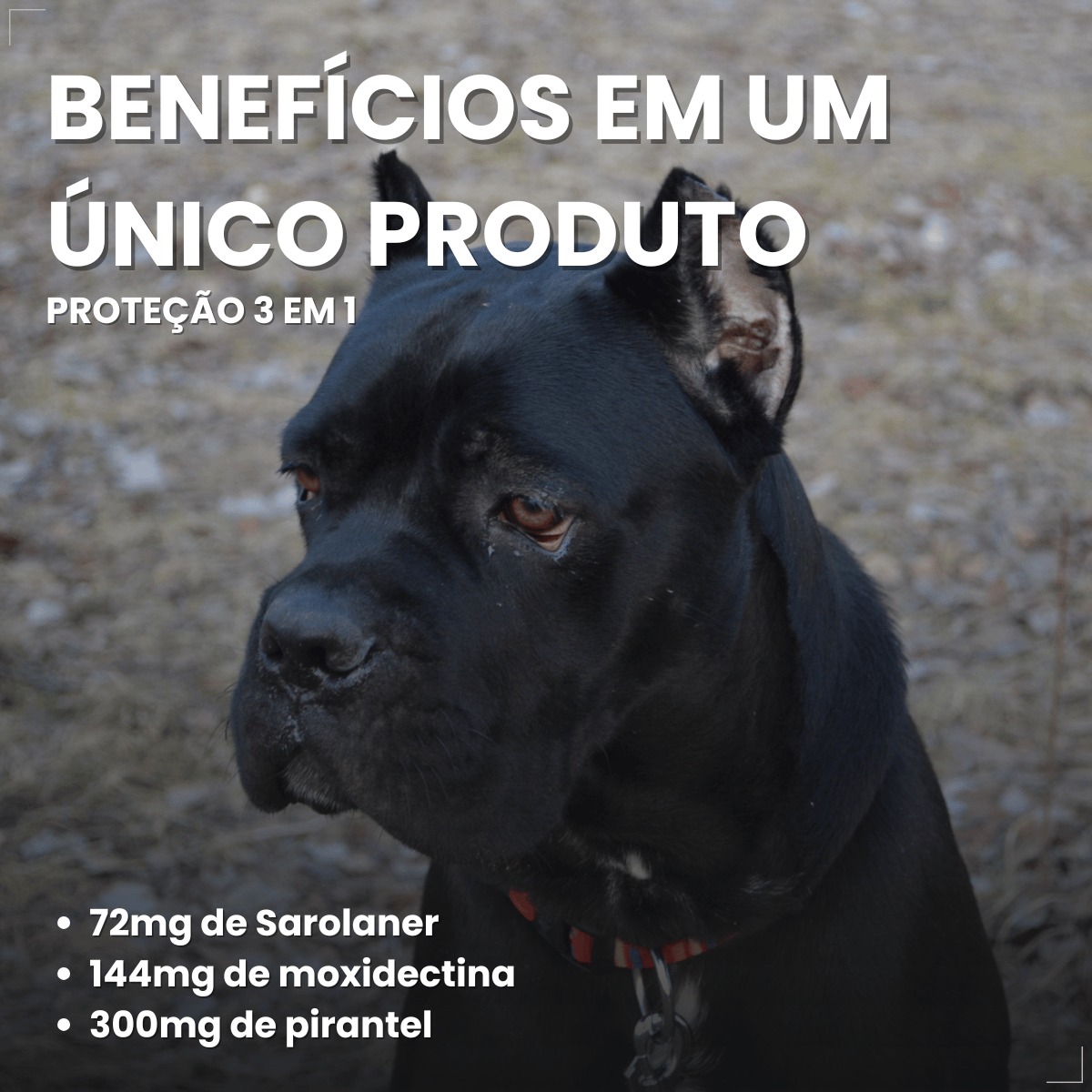 Simparic TRIO Cão 40,1 a 60kg Vermífugo Pulga Carrapato 1 Comprimido