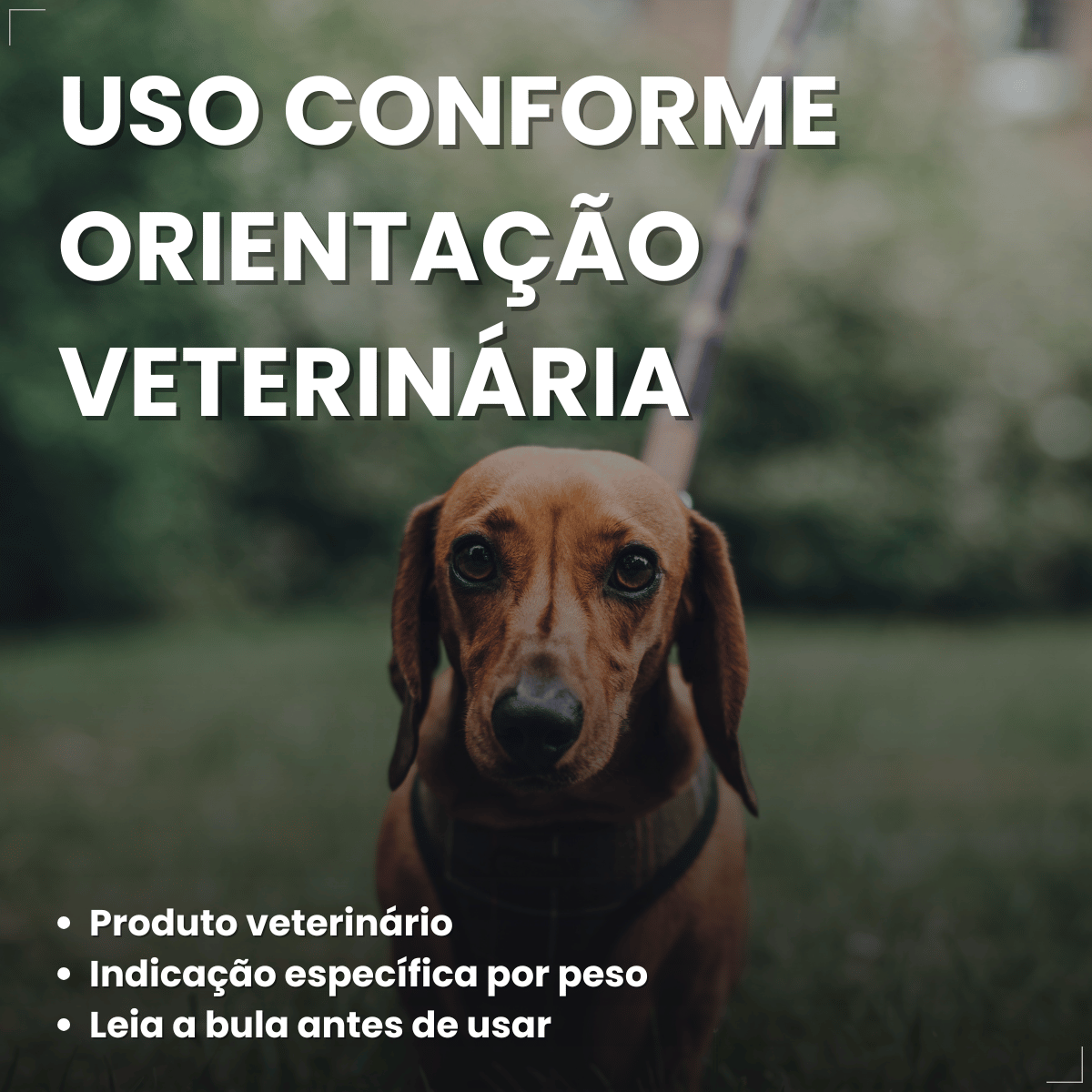Simparic TRIO Cães 5,1 a 10KG Vermífugo Pulga Carrapato 1 Comprimido