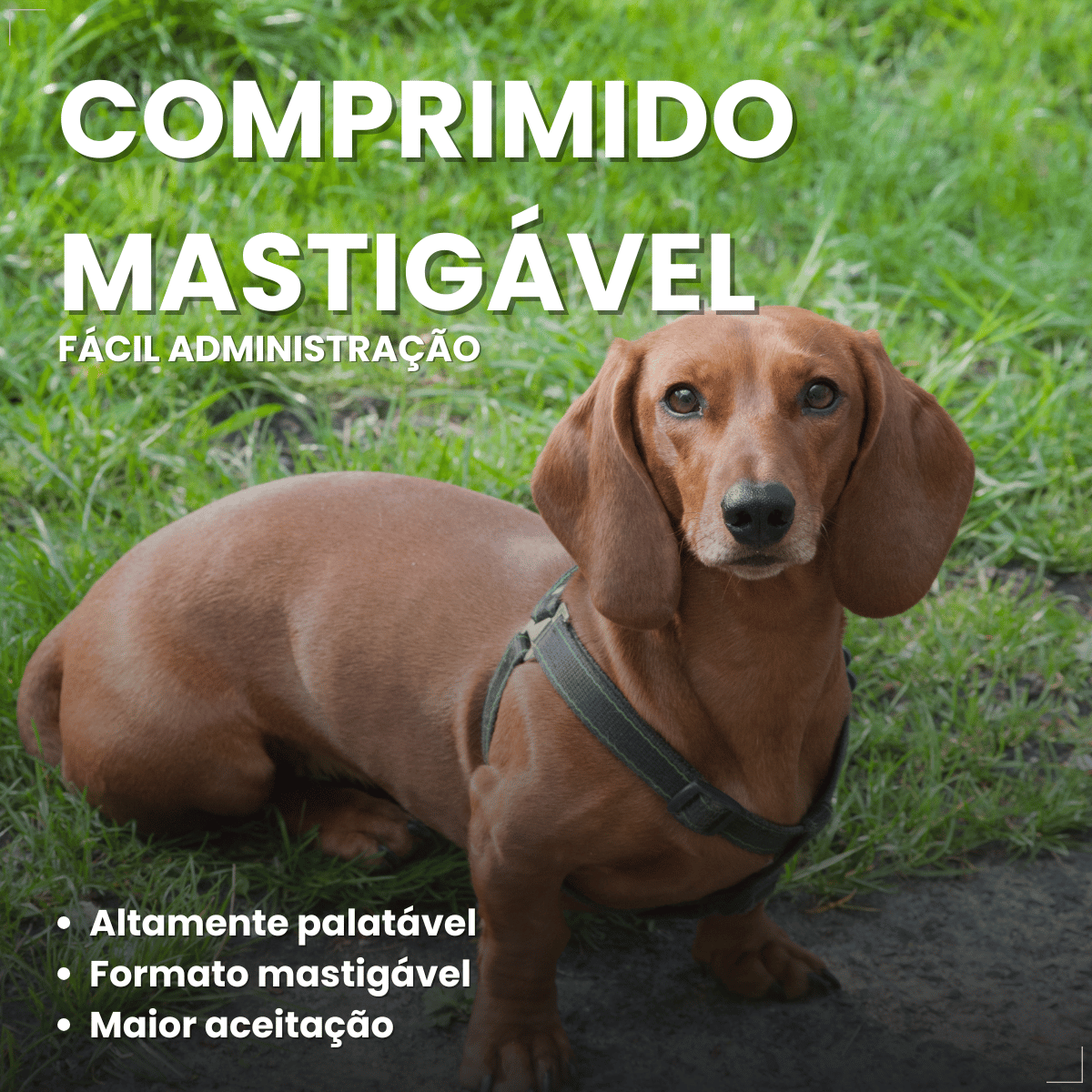 Simparic TRIO Cães 5,1 a 10KG Vermífugo Pulga Carrapato 1 Comprimido