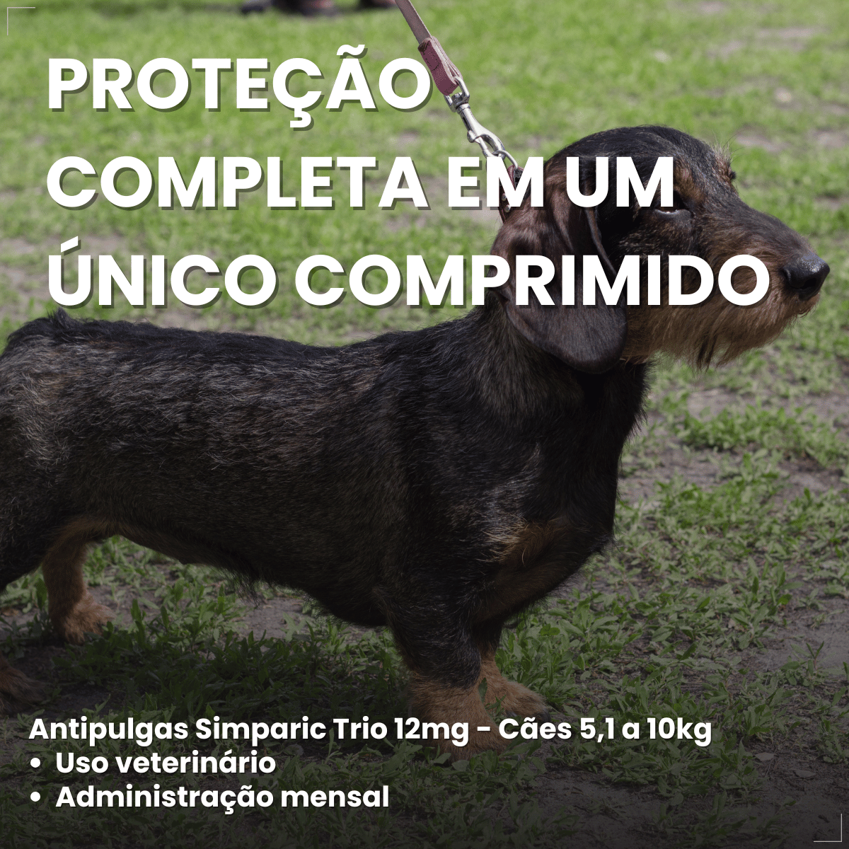 Simparic TRIO Cães 5,1 a 10KG Vermífugo Pulga Carrapato 1 Comprimido